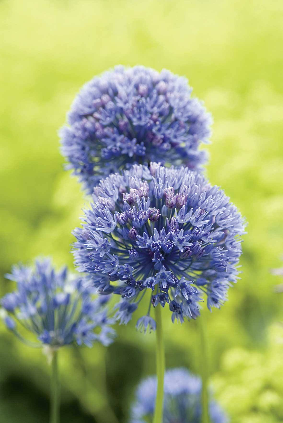 56013_Allium caeruleum Nahaufnahme von blauen Zierlauch-Blütenkugeln (Allium) vor unscharf grünem Hintergrund