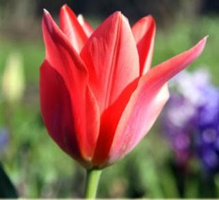 Nahaufnahme einer roten Tulpe im Garten mit grünem Stiel und unscharfem Hintergrund