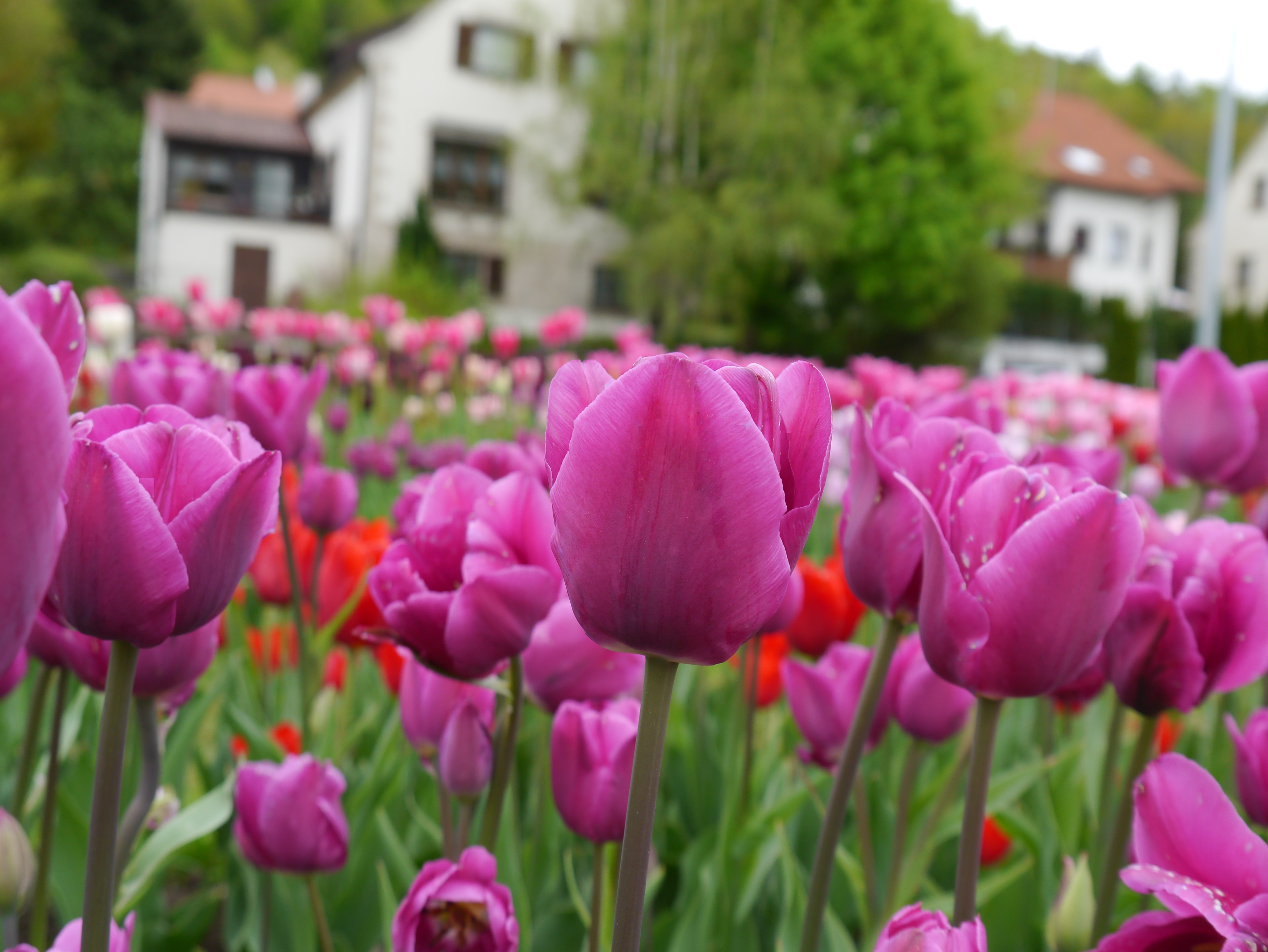 Nahaufnahme pink-violette Tulpen in einem Beet, vereinzelte rote Tulpen und unscharfe Wohnhäuser im Hintergrund