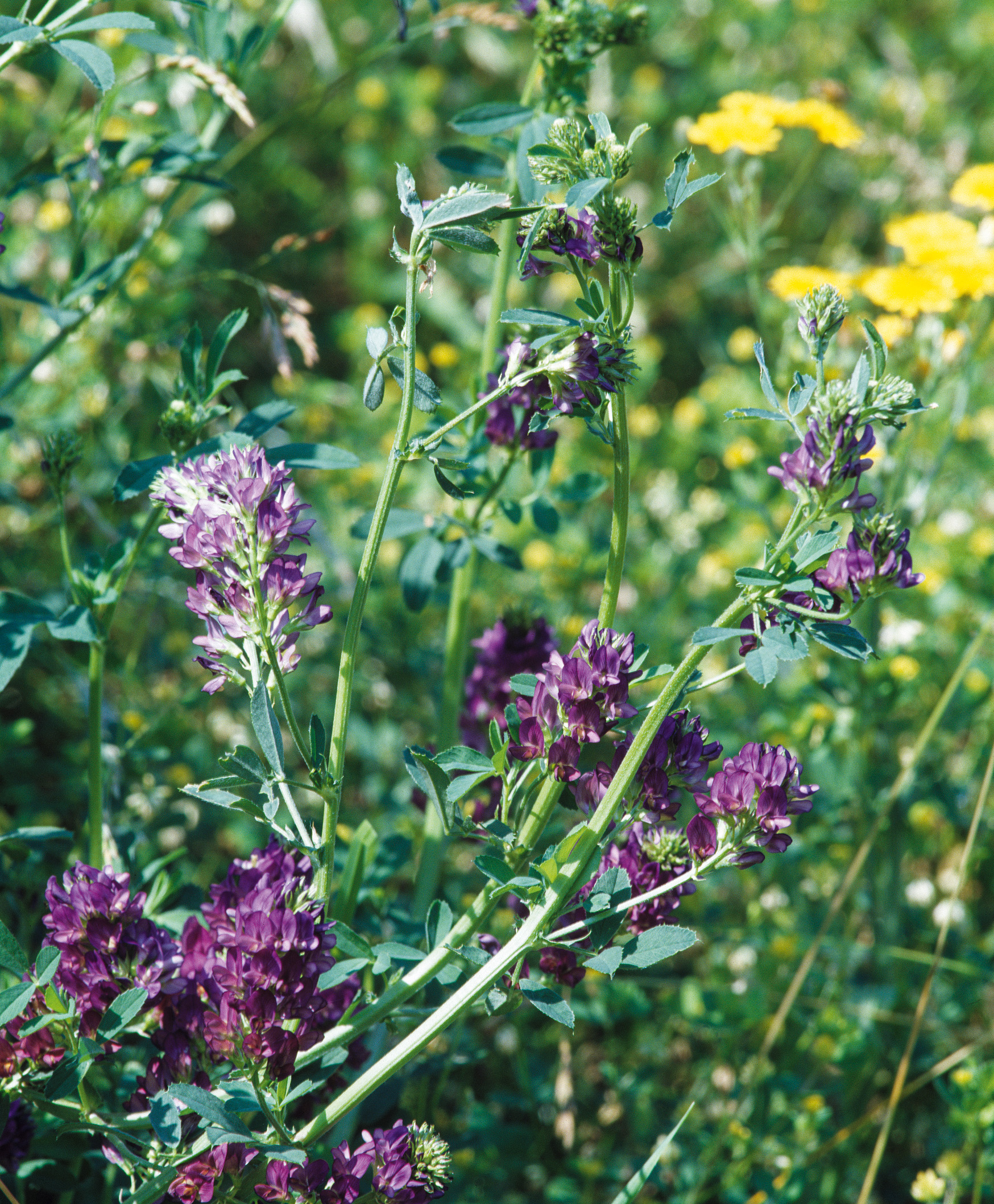 Nahaufnahme von kleeähnlichen, violetten Blütenständen und grünen Stielen auf einer sonnigen Sommerwiese mit gelben Blüten im Hintergrund