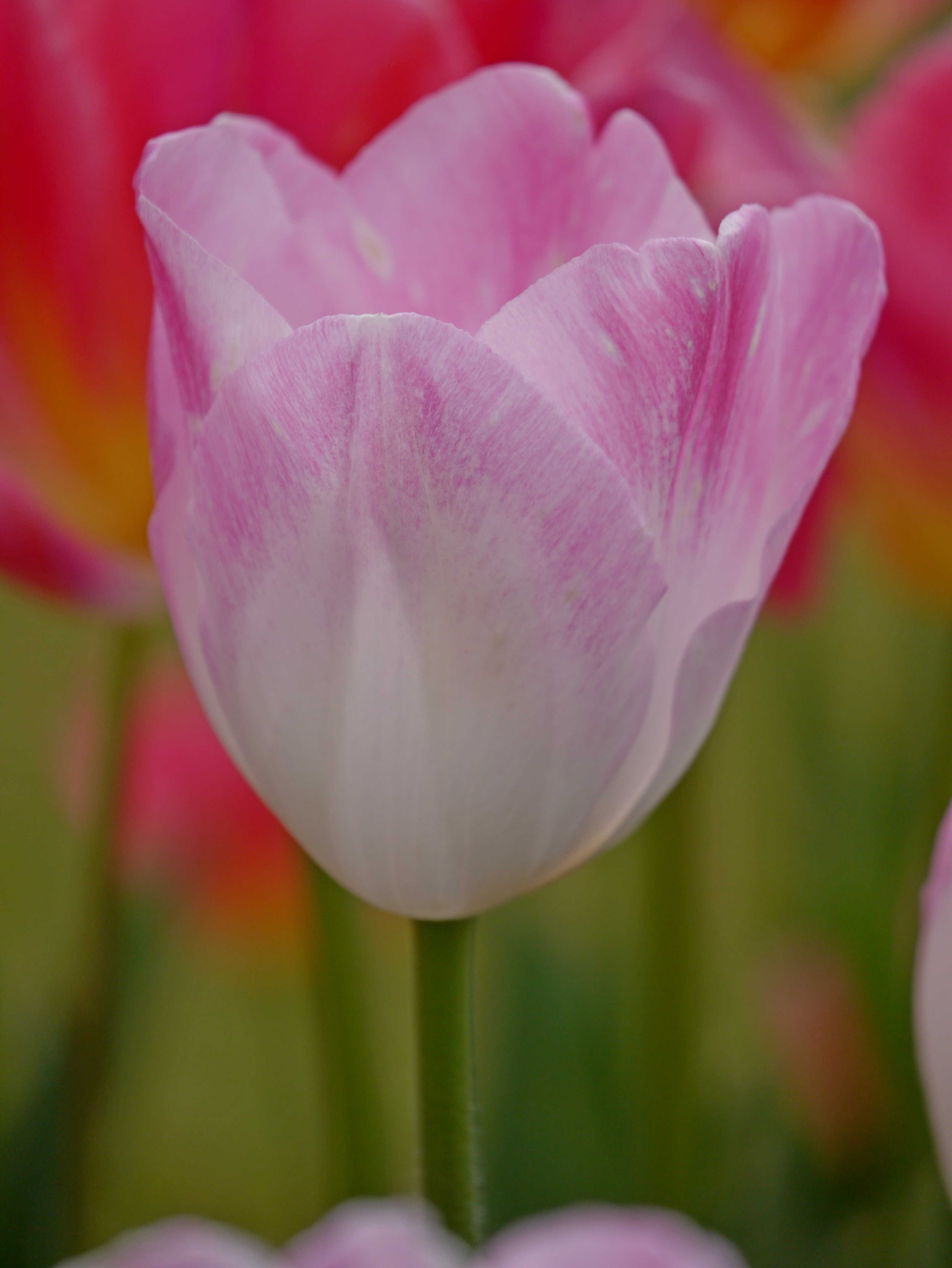Nahaufnahme einer rosa-weißen Tulpenblüte mit grünem Stiel und unscharfem Hintergrund aus roten und orangefarbenen Tulpen.