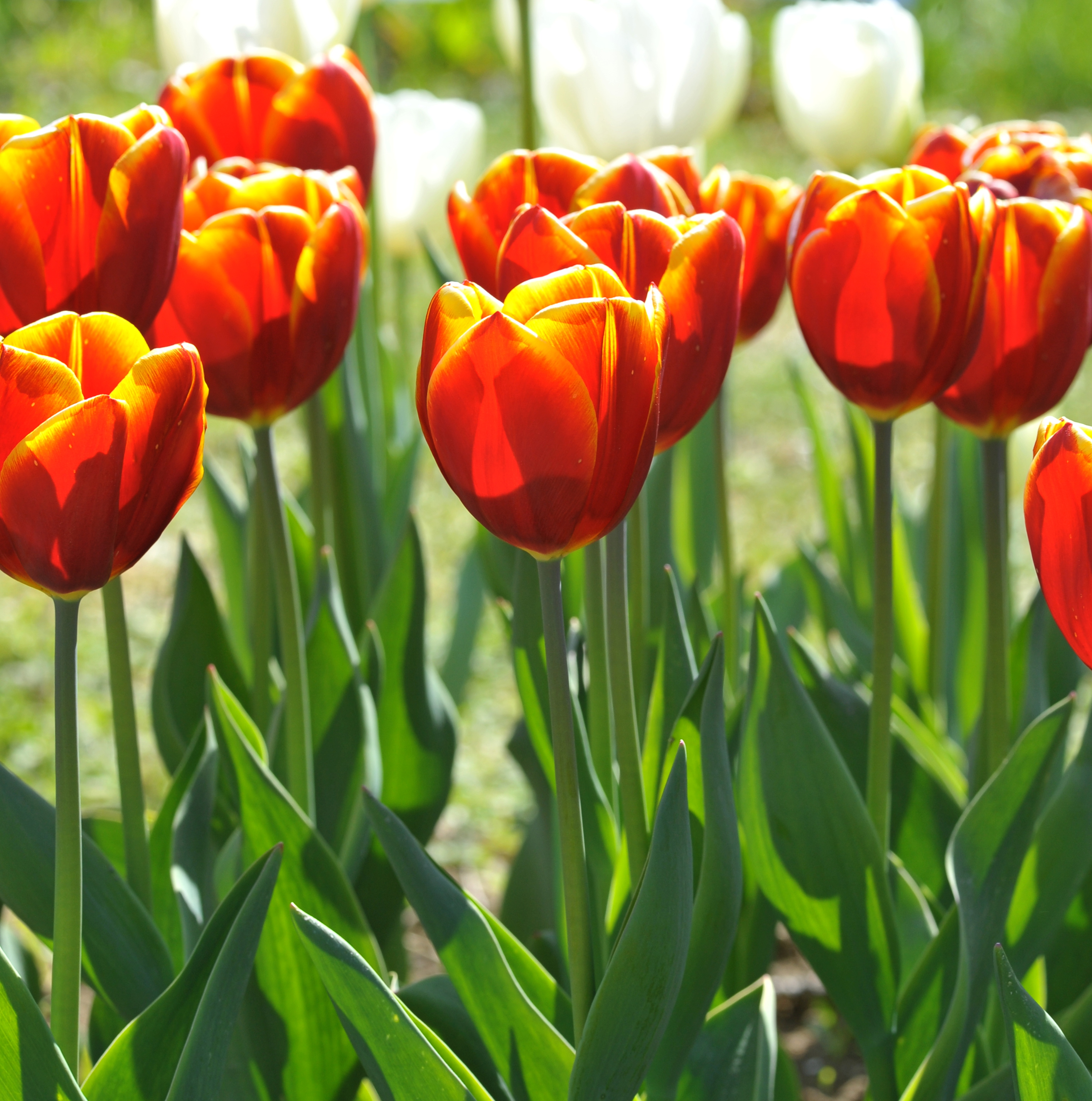 Nahaufnahme mehrerer roter Tulpen mit gelben Akzenten im Sonnenschein, grüne Blätter im Vordergrund