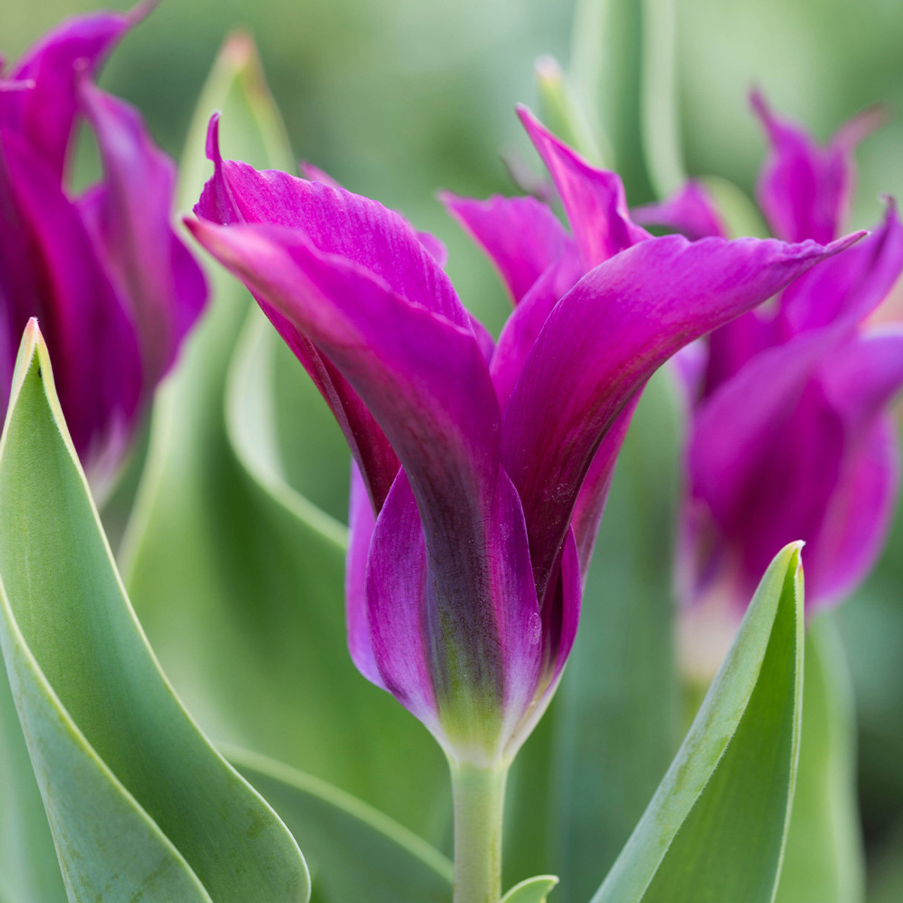 Nahaufnahme einer violetten Tulpe mit gefransten Blütenblättern und grünen Blättern im unscharfen Hintergrund