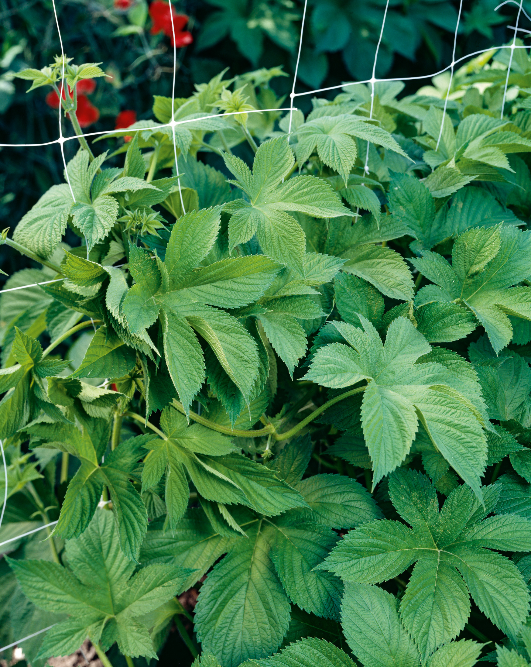 Nahaufnahme von grünen Hopfenblättern (Humulus) mit gezackter Oberfläche, Kletterpflanze an weißem Ranknetz im Garten