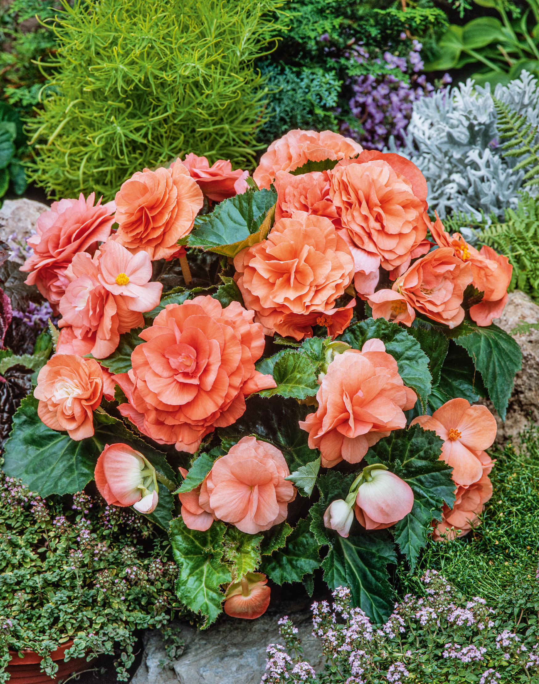 Nahaufnahme orangefarbener, gefüllter Begonien mit glänzenden grünen Blättern in einer Gartenszene mit Bodendeckern und Kräutern