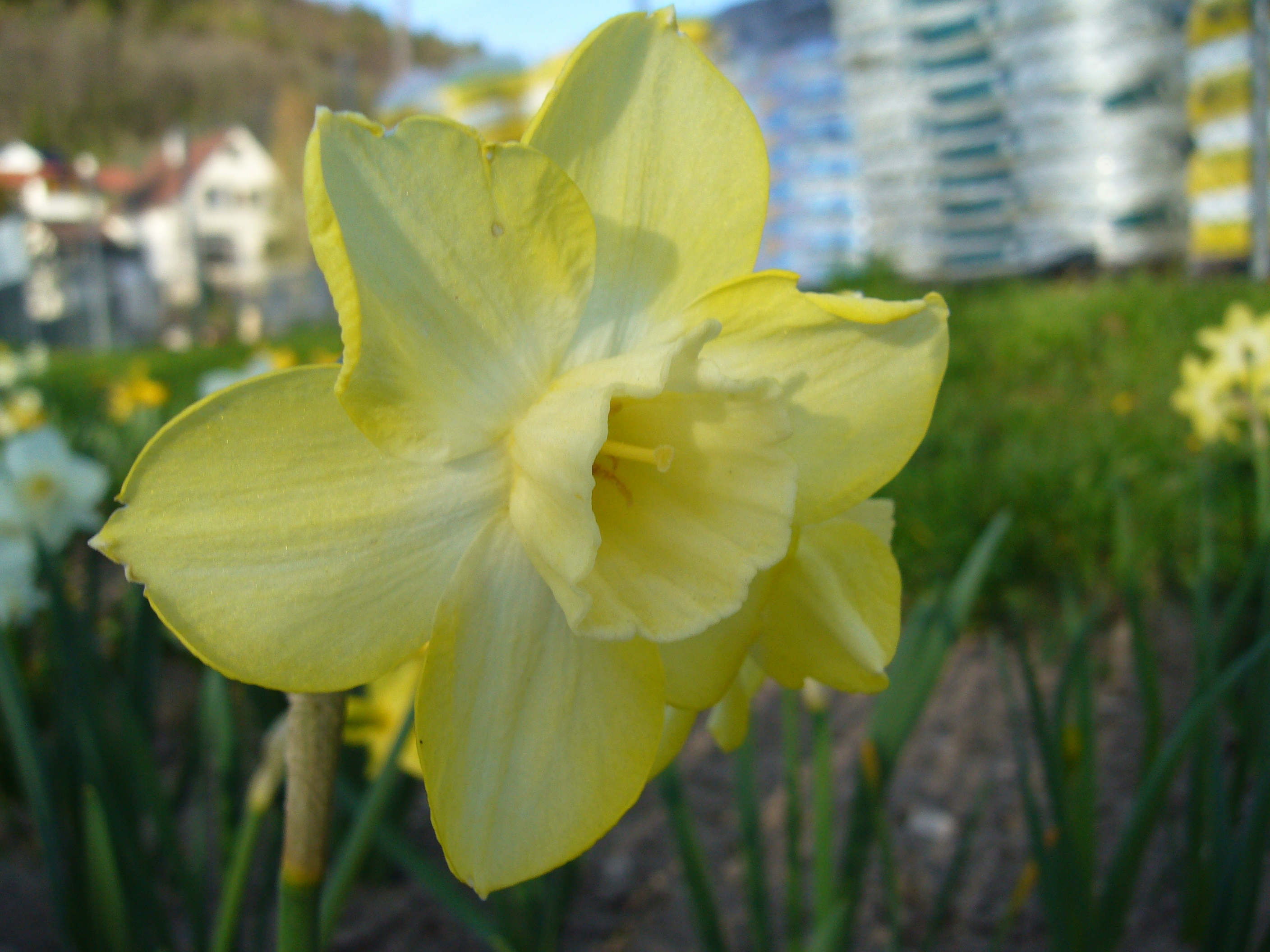 Nahaufnahme einer gelben Narzisse mit unscharfem Hintergrund von Blumen und Häusern