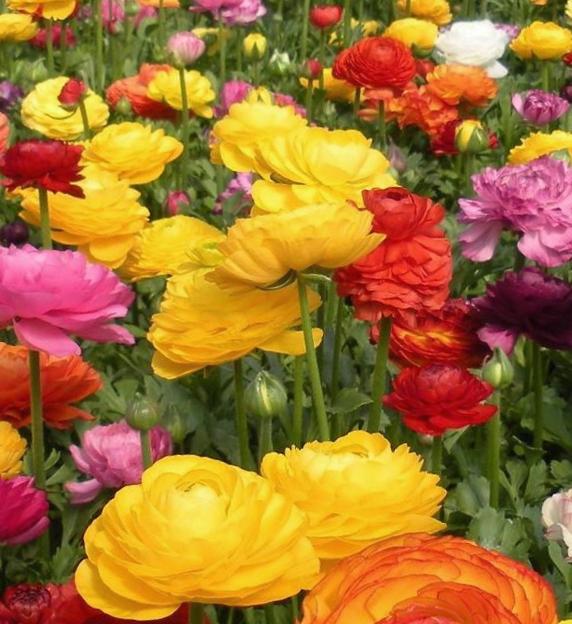 Nahaufnahme mehrerer bunter Ranunkeln (Ranunculus) mit dicht gefüllten gelben, roten, orange und rosa Blüten auf grüner Blumenwiese