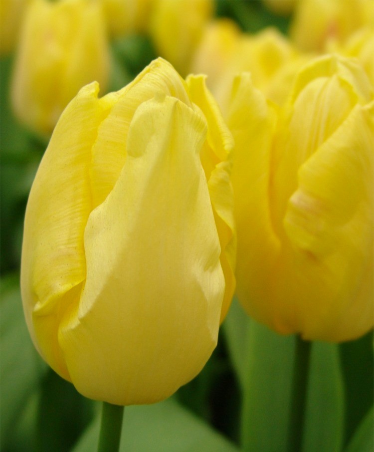 Nahaufnahme einer gelben Tulpe mit weiteren Tulpen im unscharfen Hintergrund, frische Frühlingsblüte