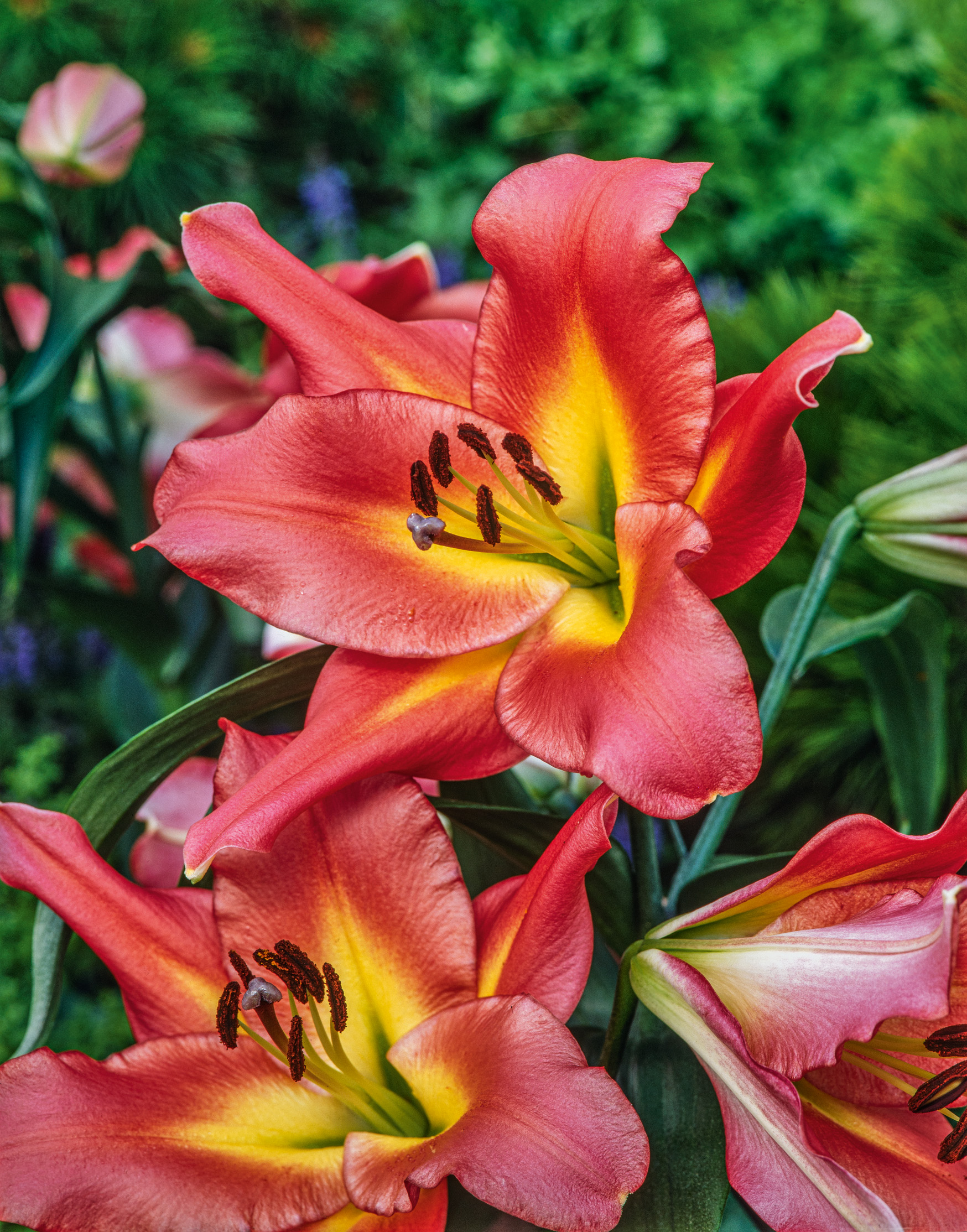 Nahaufnahme von rot-orangefarbenen Lilien mit gelbem Blütenzentrum und sichtbaren Staubblättern vor grünem Hintergrund
