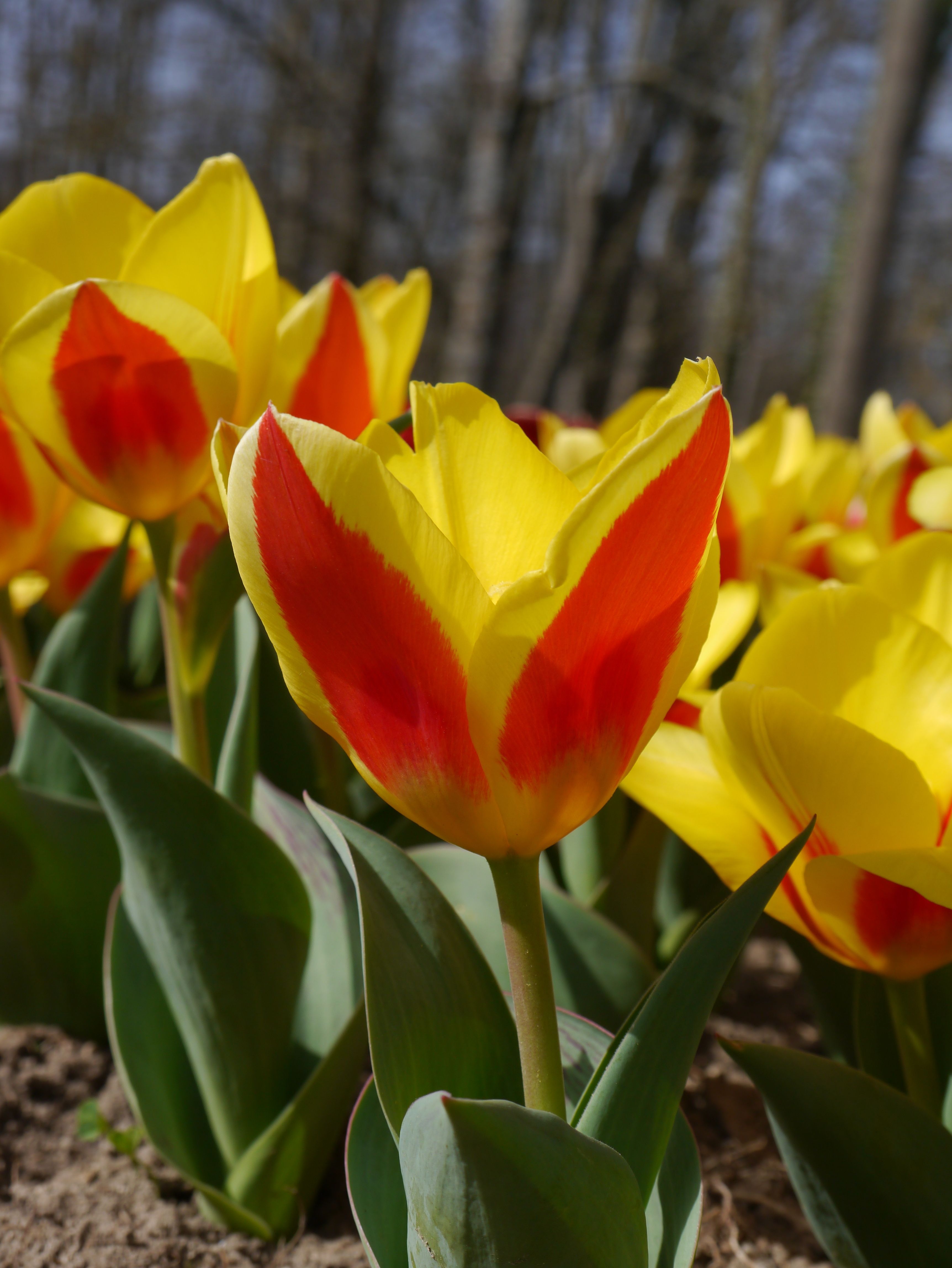 Kaufmanniana-Tulpen Stresa mit leuchtend rot-gelben, seerosenförmigen Blüten im Beet – ein früh blühender Frühlingsblüher für Garten, Rabatte und Topf.