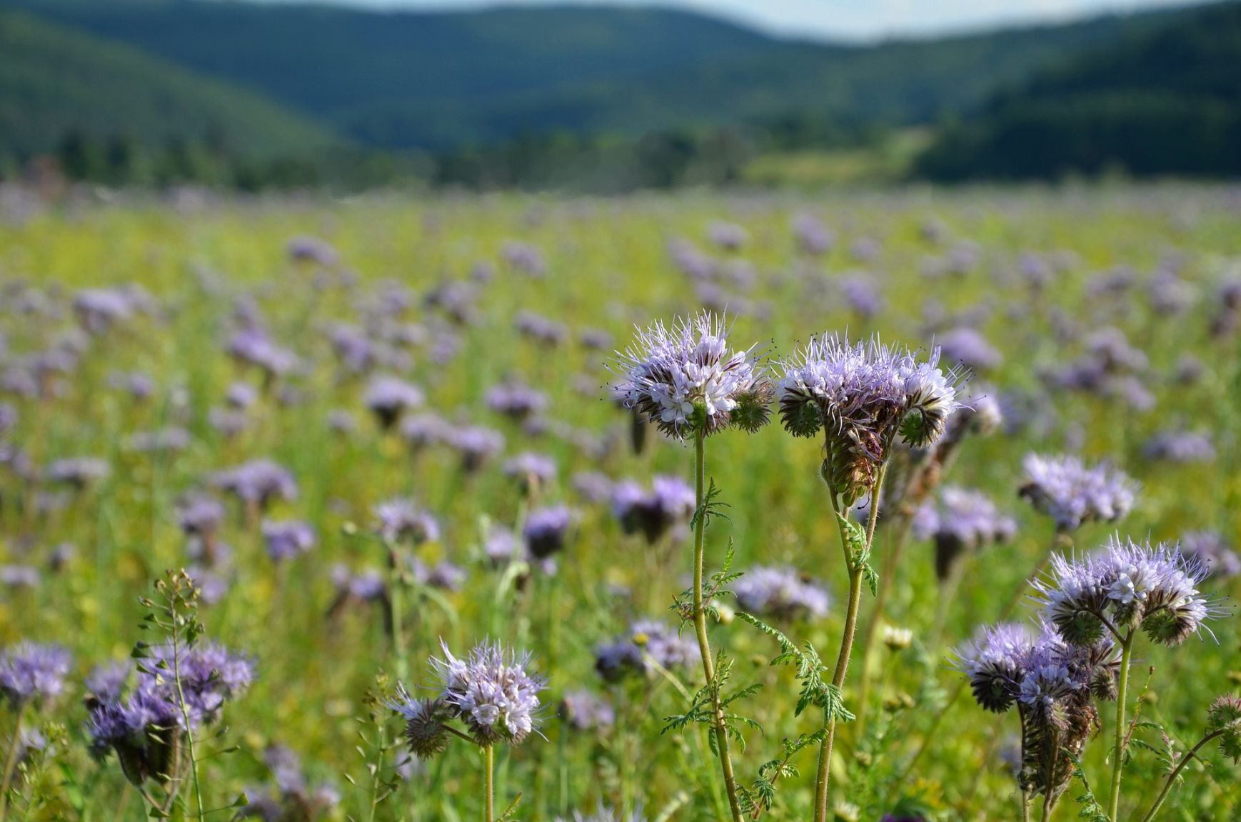 Blühende Phacelia-Wiese mit violetten Blüten im Sommer, Nahaufnahme mit unscharfem Hintergrund und Hügeln