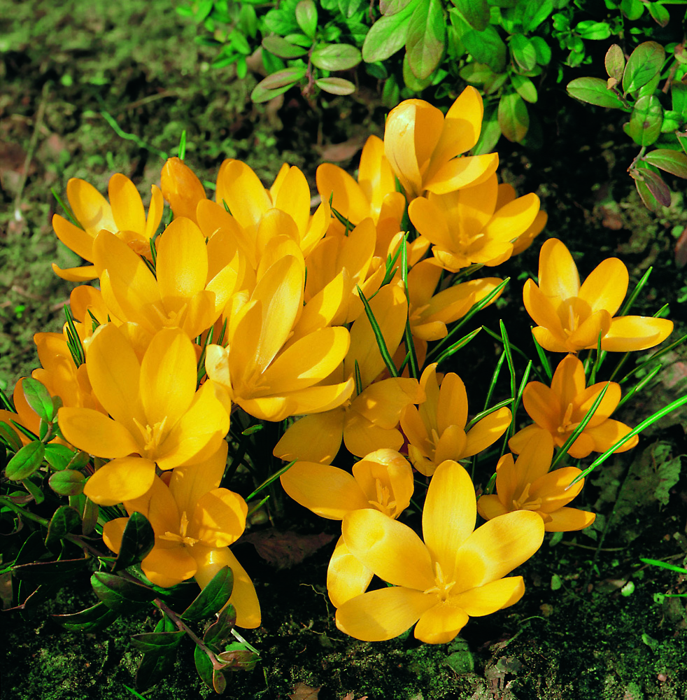 Gelbe Krokusse (Crocus) im Frühlingsbeet, leuchtende gelbe Blüten