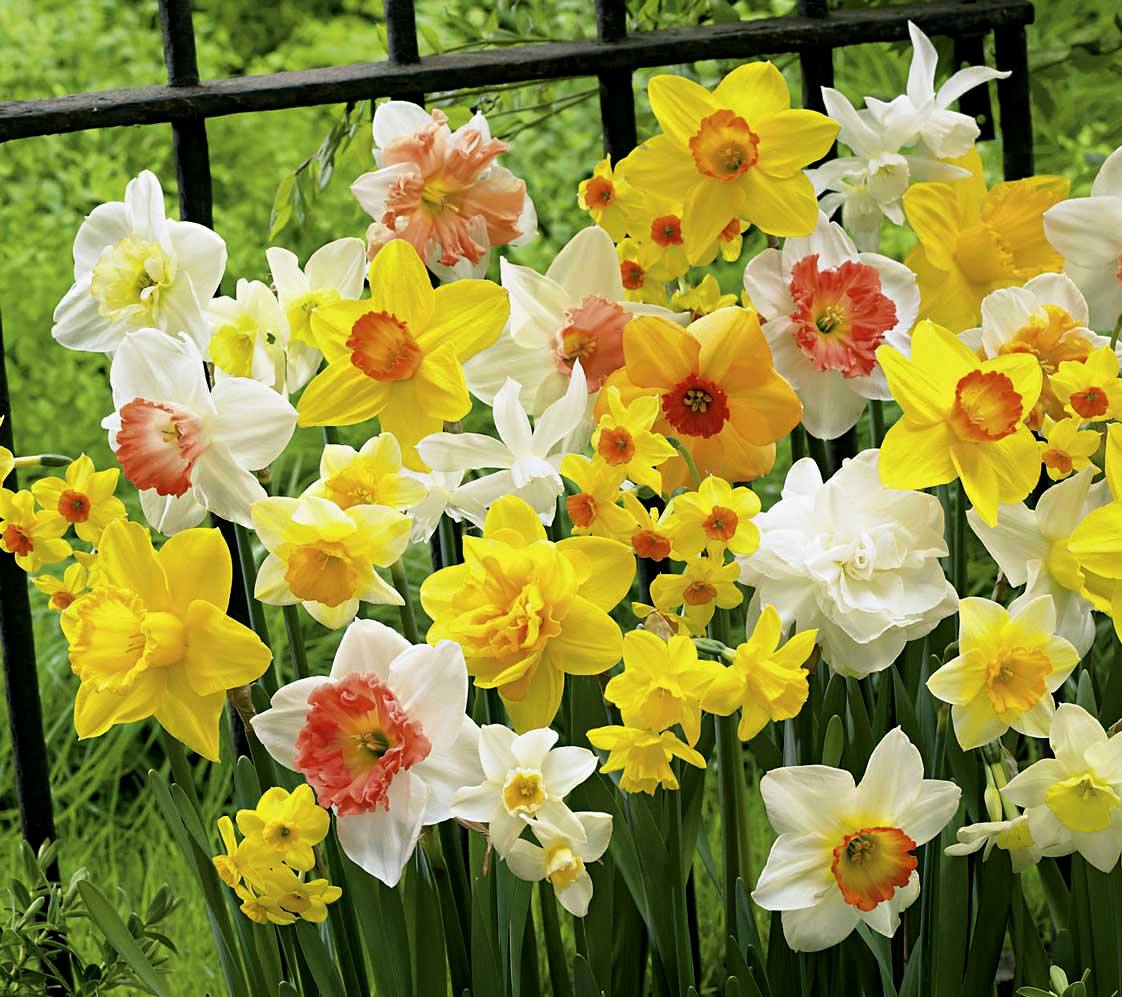Narzissen Harlekin Mischung mit gelben, weißen und orangefarbenen groß- und kleinkronigen Blüten als farbenfroher Frühjahrsblüher im Gartenbeet