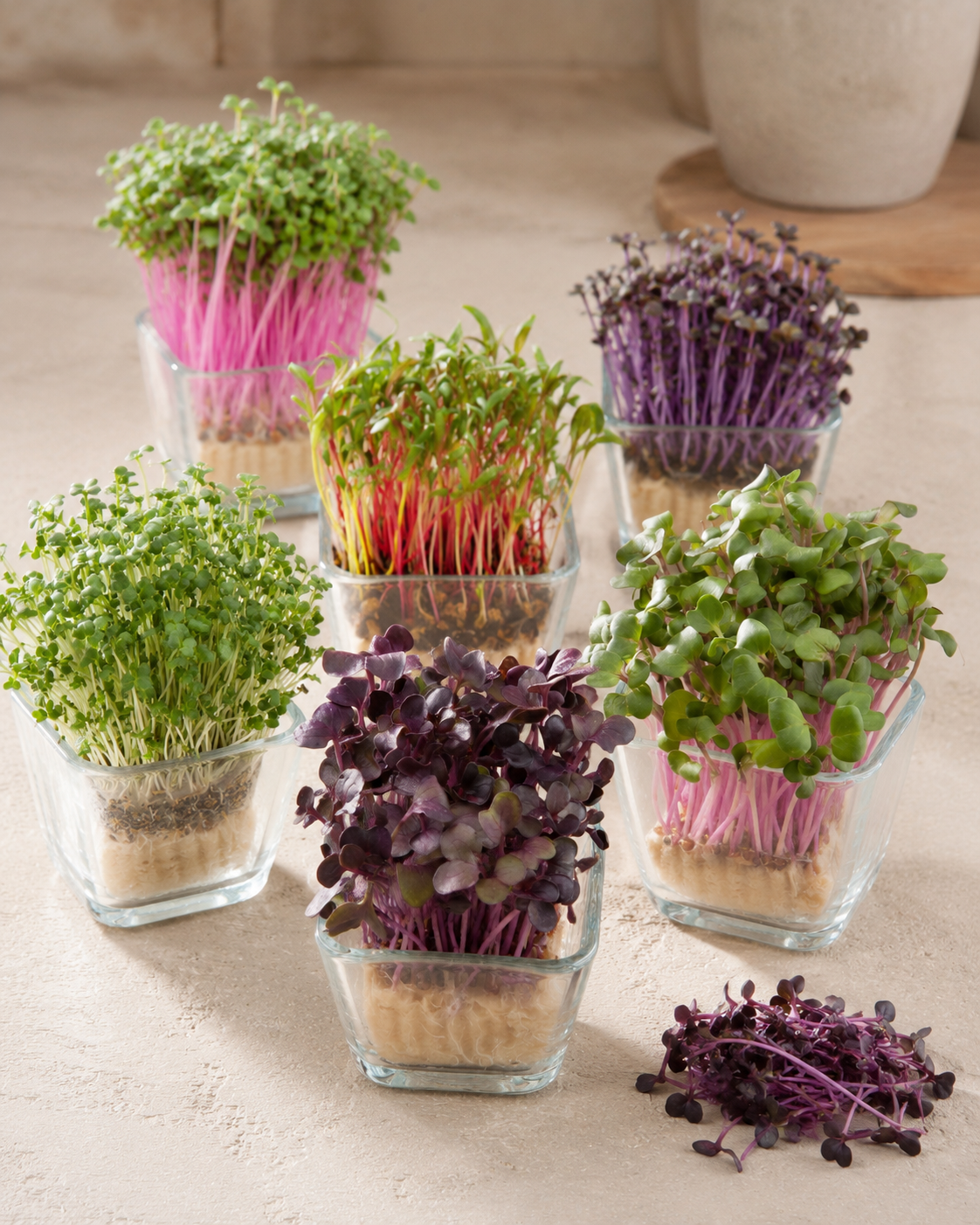 61140 - Fetzers Microgreens Küchen Set als Samen-Sortiment