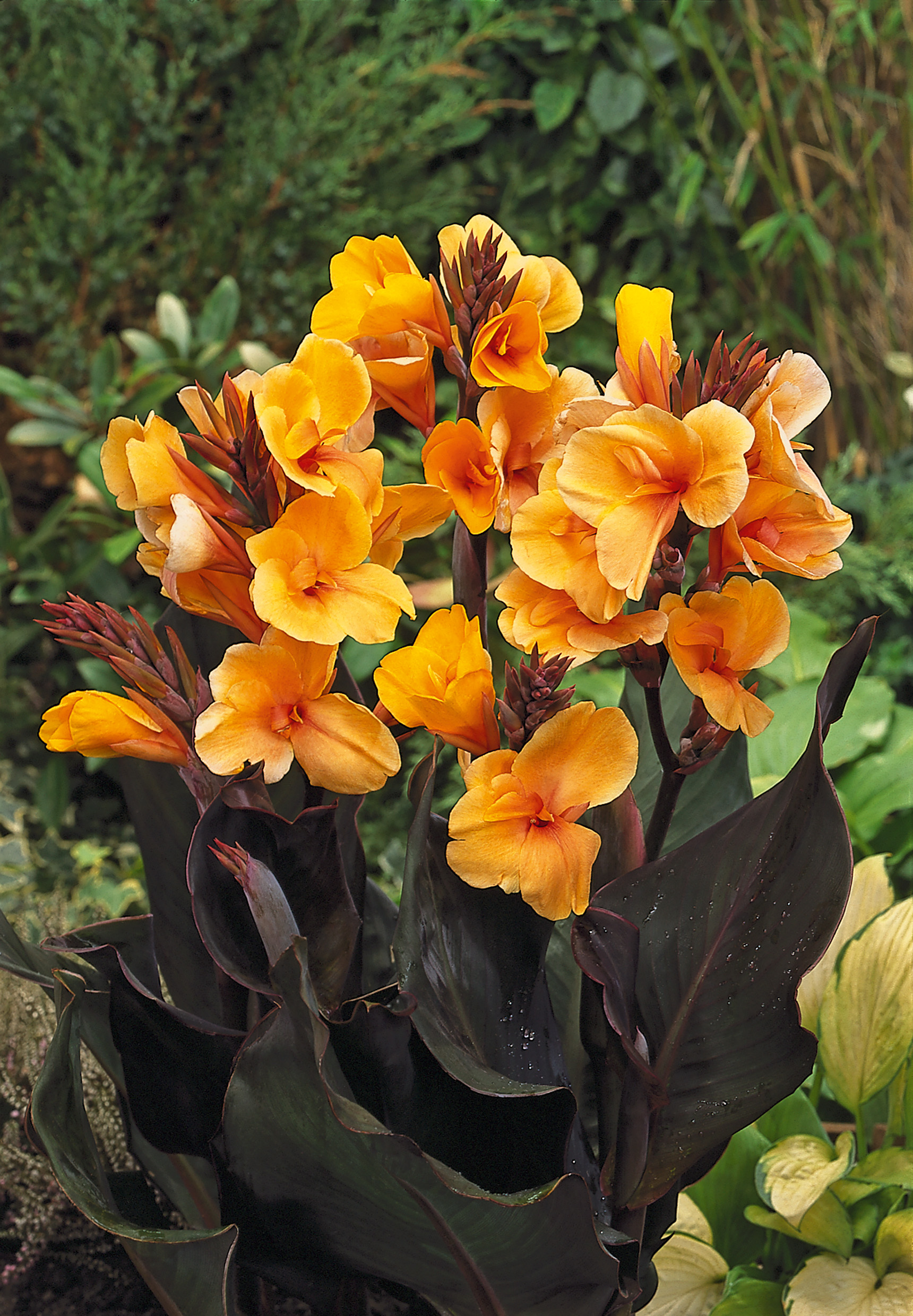 Nahaufnahme einer orangefarbenen Canna mit vielen Blütenständen und dunklem, fast schwarzem Laub im Garten