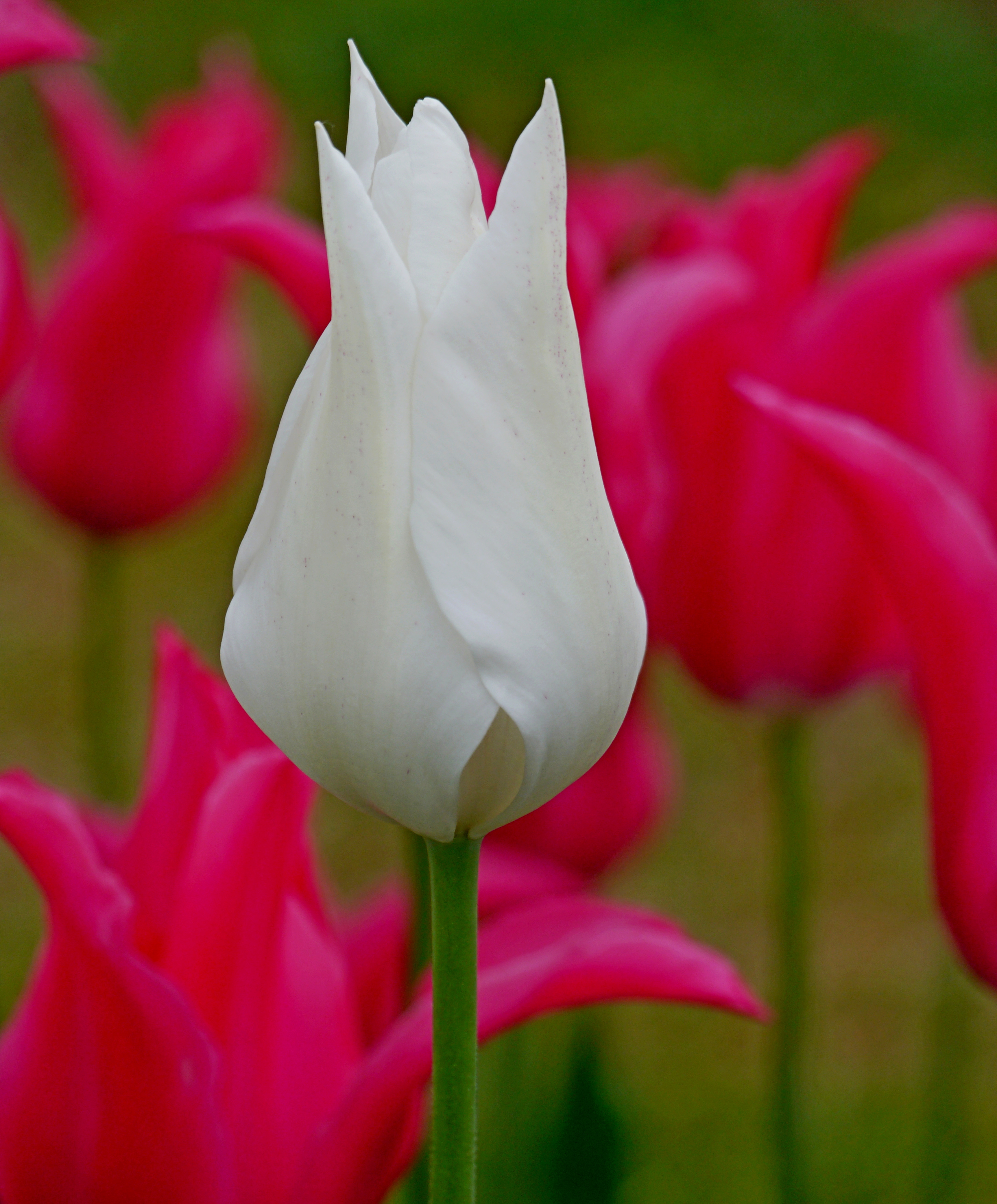 Nahaufnahme der lilienblütigen Tulpe White Triumphator mit elfenbeinweißer, elegant geformter Blüte auf hohem Stiel im Frühlingsgarten