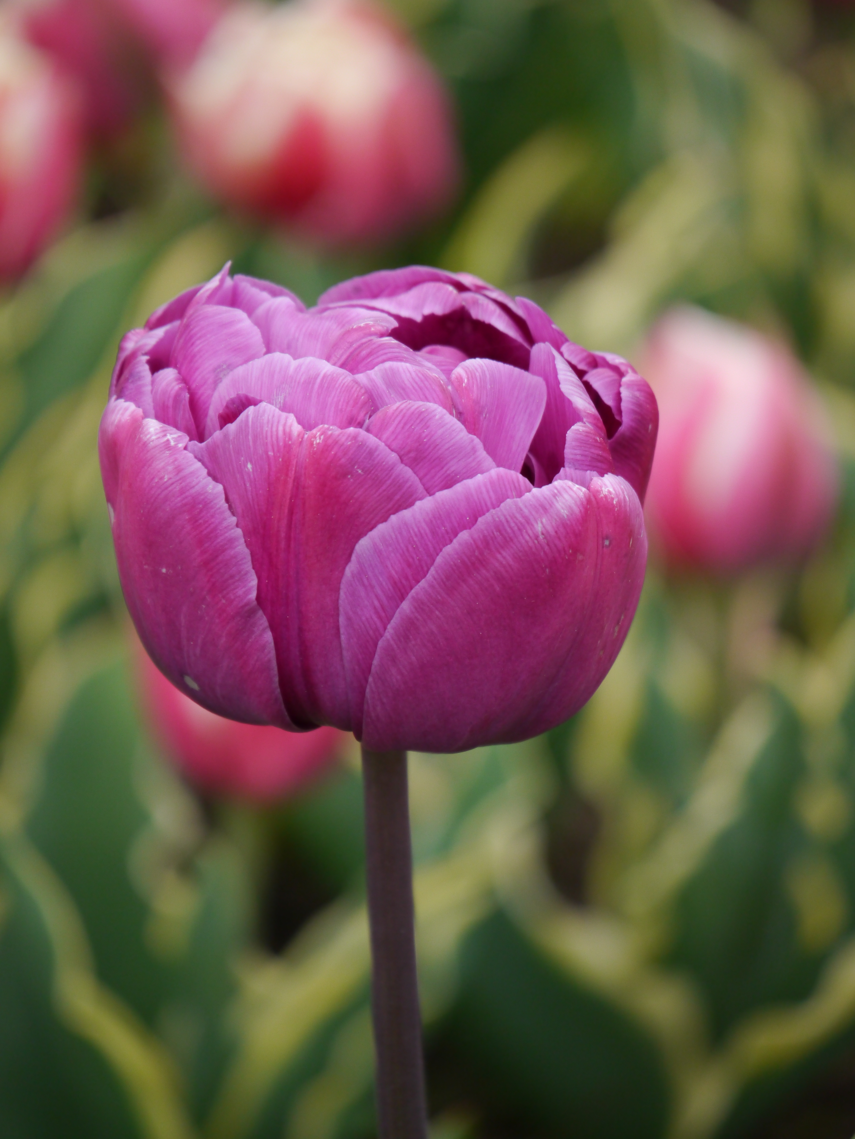 Gefüllte späte Tulpen Blue Diamond