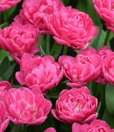 Nahaufnahme mehrerer rosa gefüllter Pfingstrosen-Tulpen mit dicht geschichteten Blütenblättern und grünem Laub