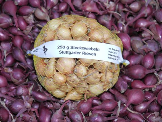 Netzbeutel mit 250 g Steckzwiebeln der Sorte 'Stuttgarter Riesen' auf einem Haufen lila-roter Zwiebeln