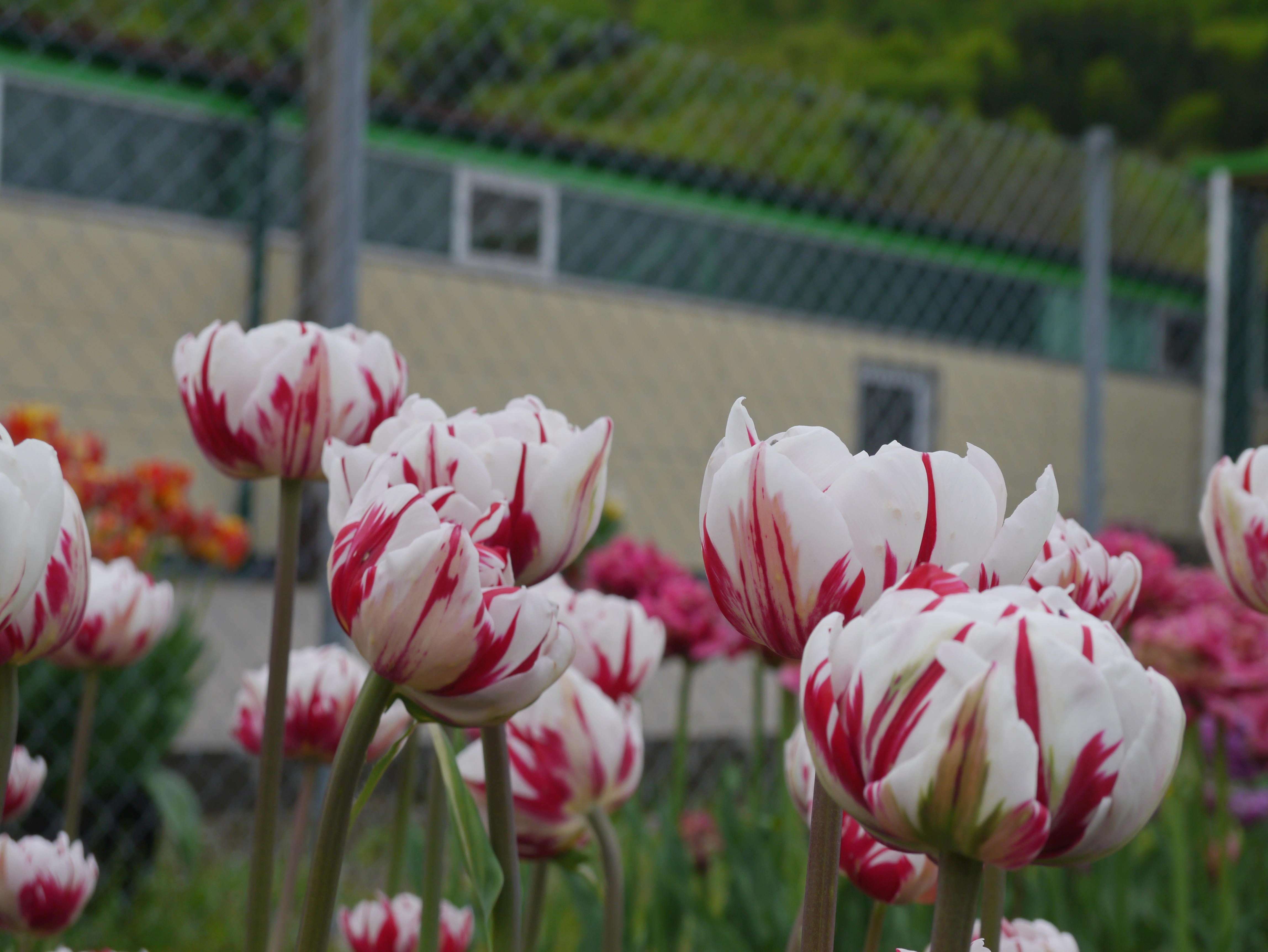 Nahaufnahme von weißen Tulpen mit roten Streifen in einem Garten vor Maschendrahtzaun und Gebäude im Hintergrund