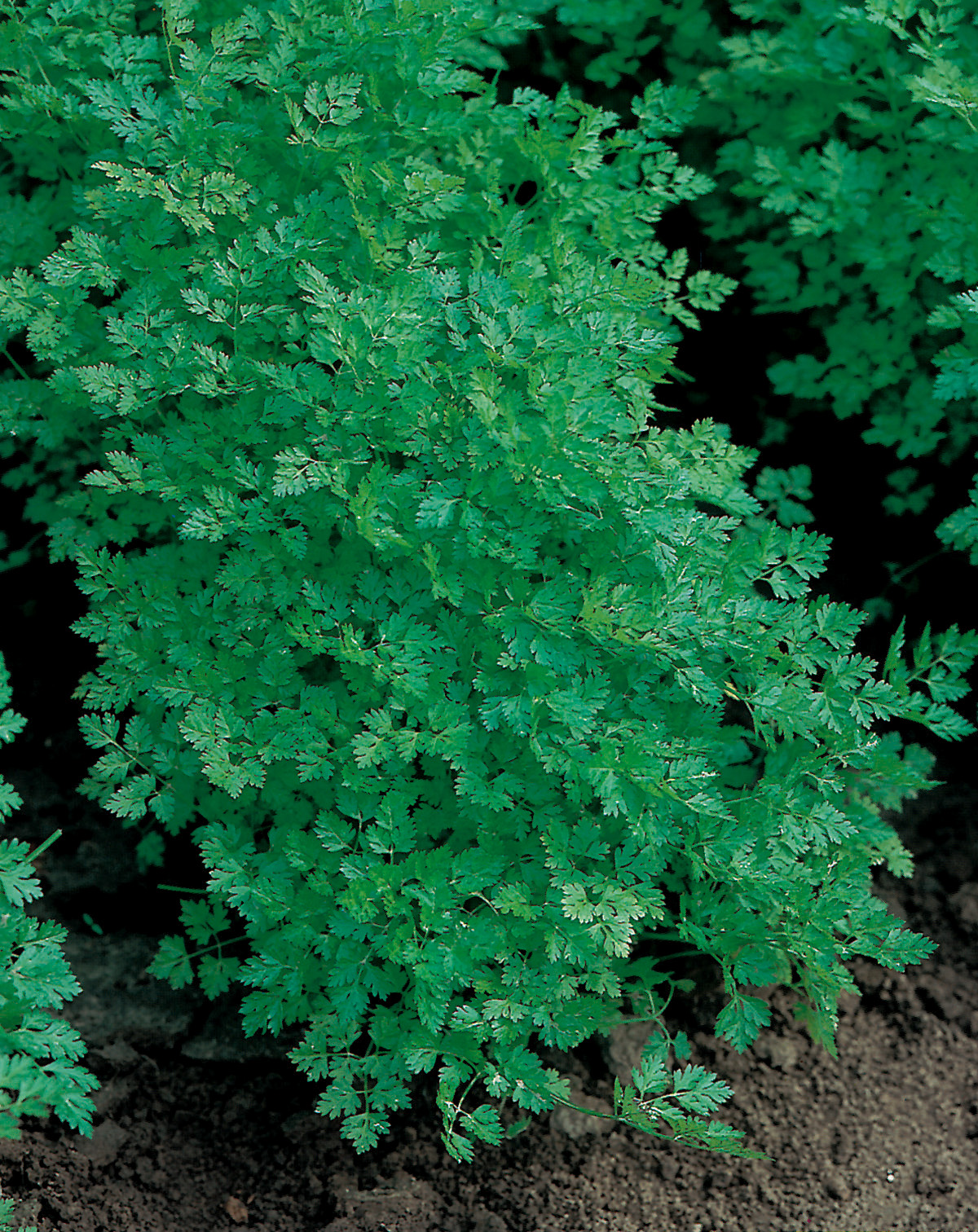 Nahaufnahme einer Kerbelpflanze mit fein gefiederten, grünen Blättern im Gartenbeet