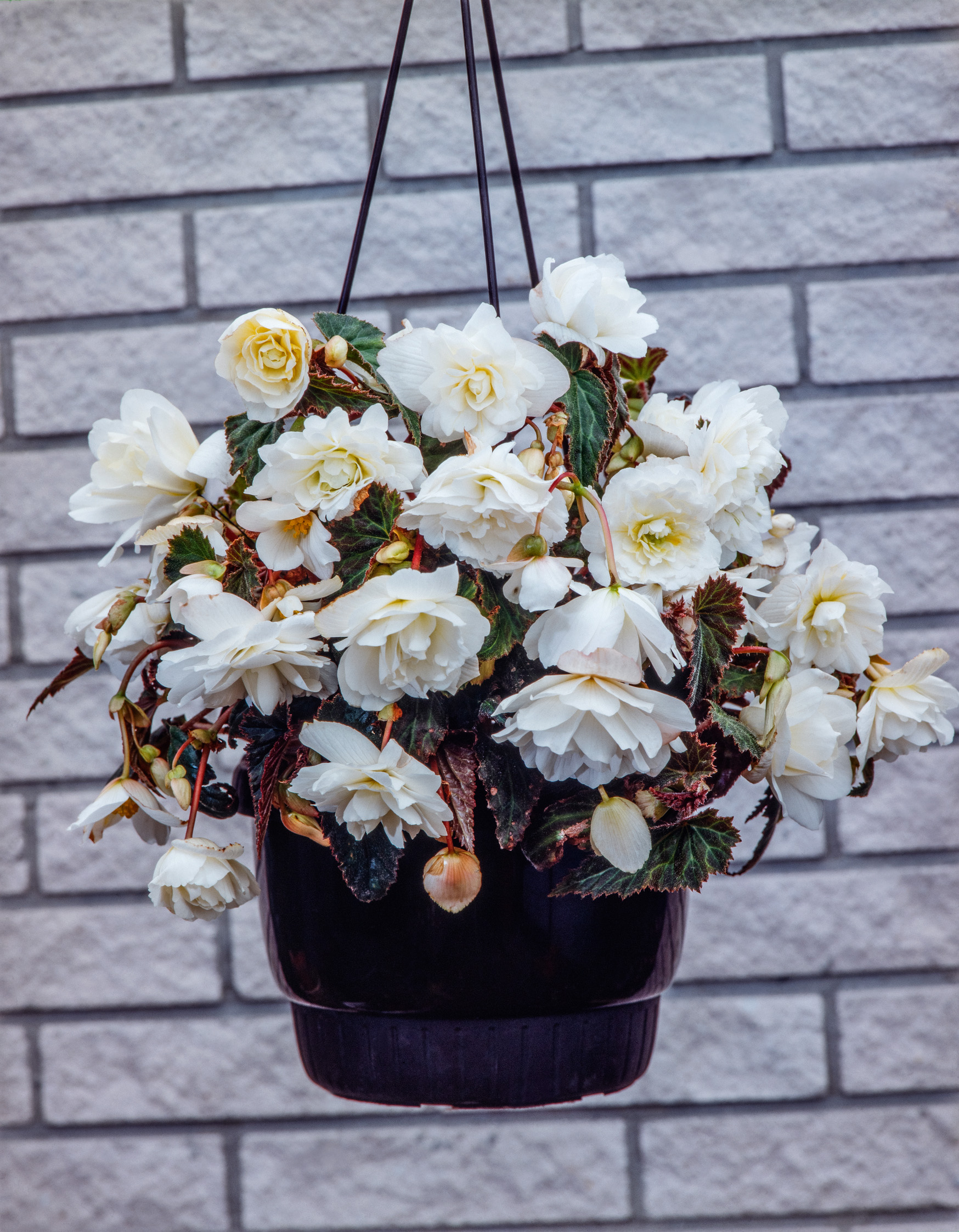 Hängebegonien weiß