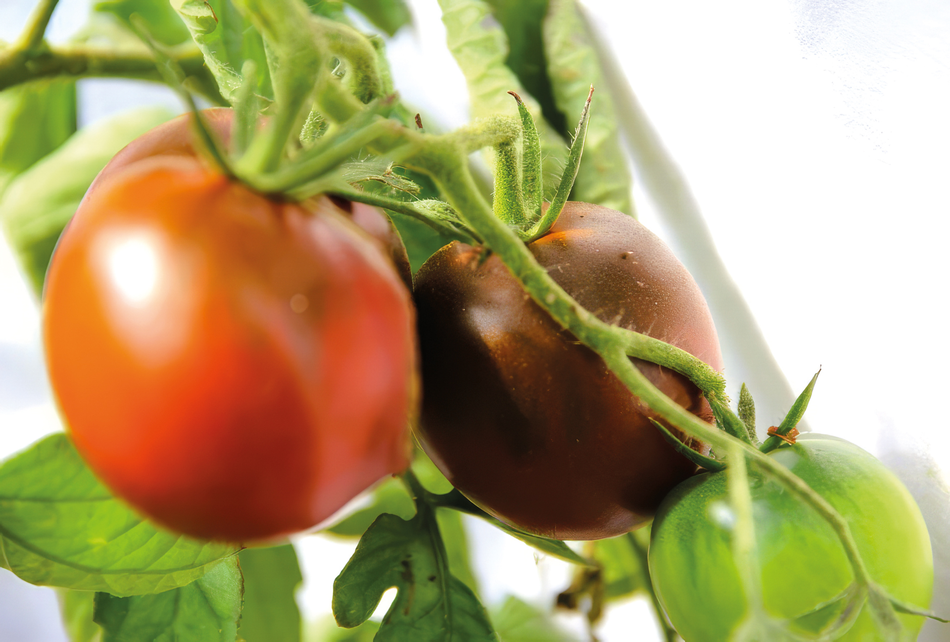 Fleischtomate Schwarzer Prinz