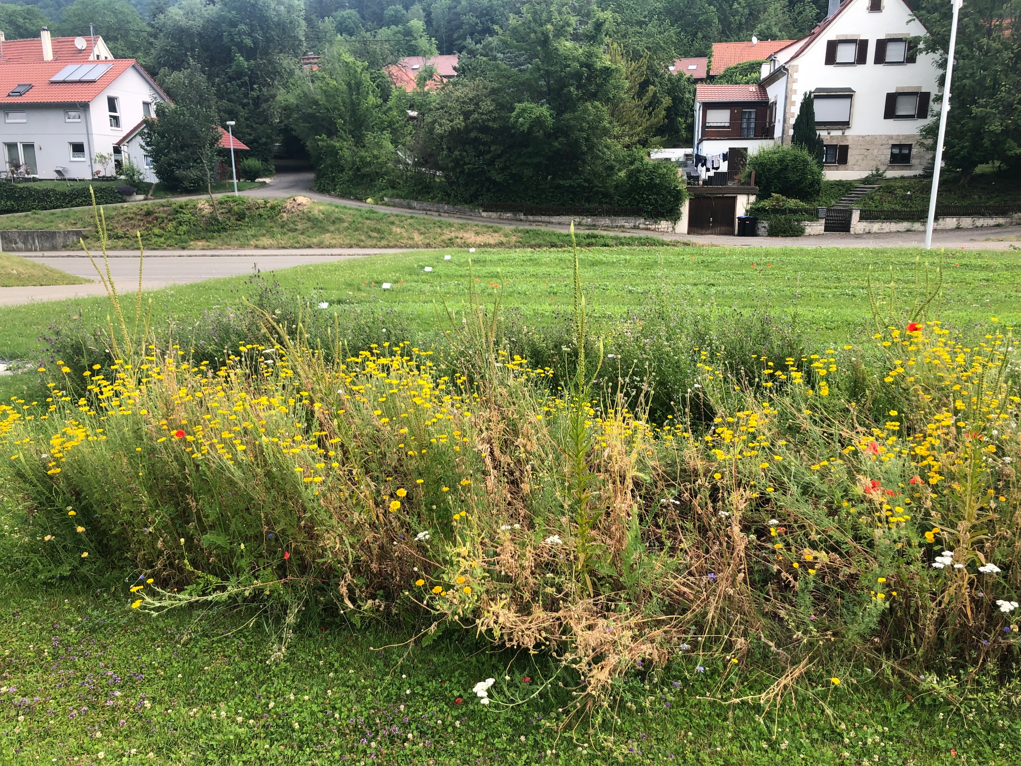 Blumenwiese mit gelben und roten Blumen vor einem Wohngebiet