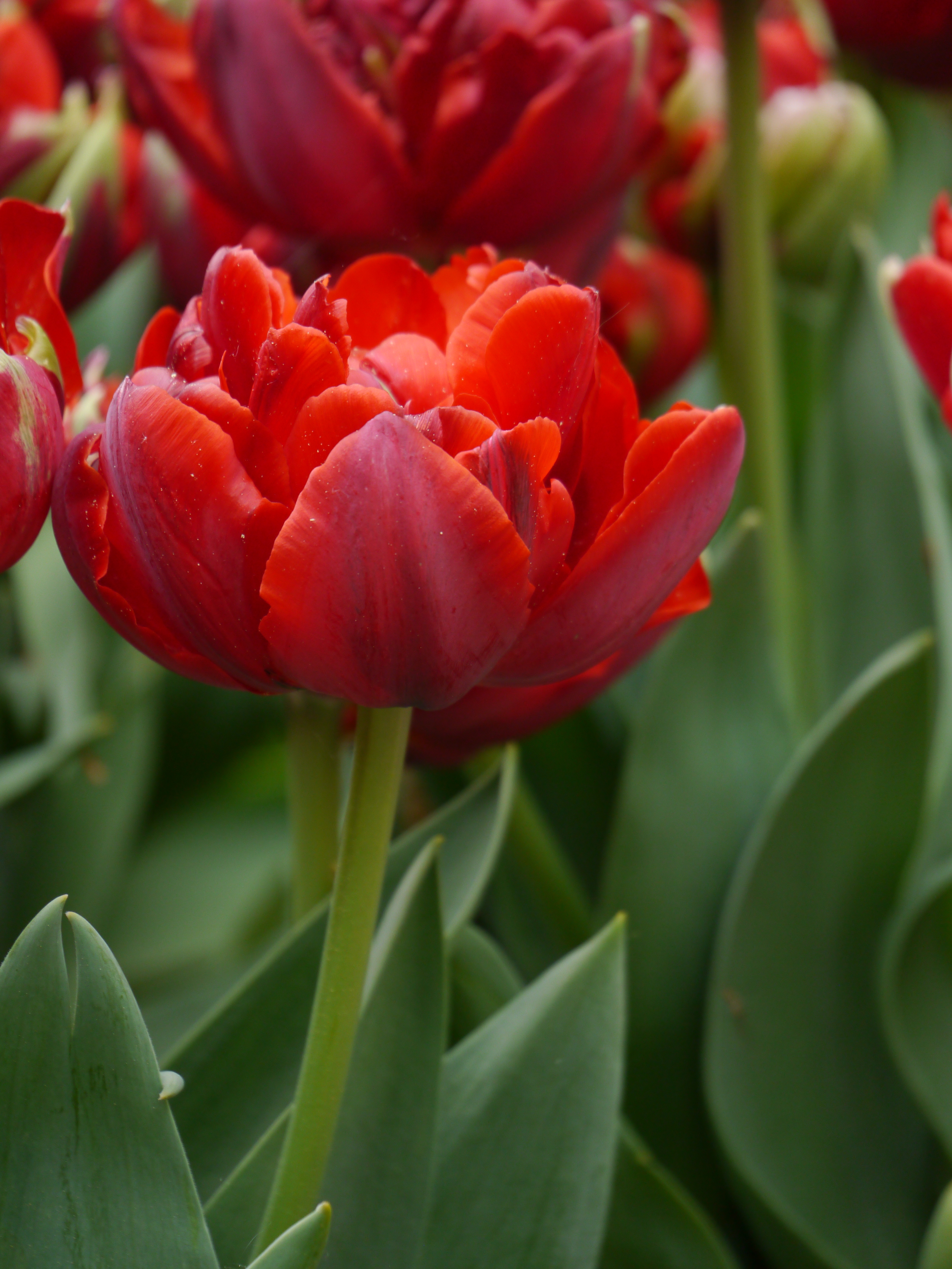 Nahaufnahme einer roten, gefüllten Tulpe mit sichtbarem grünem Stiel und Blättern; unscharfer Hintergrund mit weiteren Tulpen.