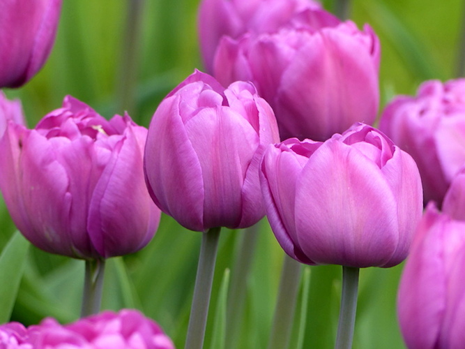 Nahaufnahme von lila Tulpen im Garten