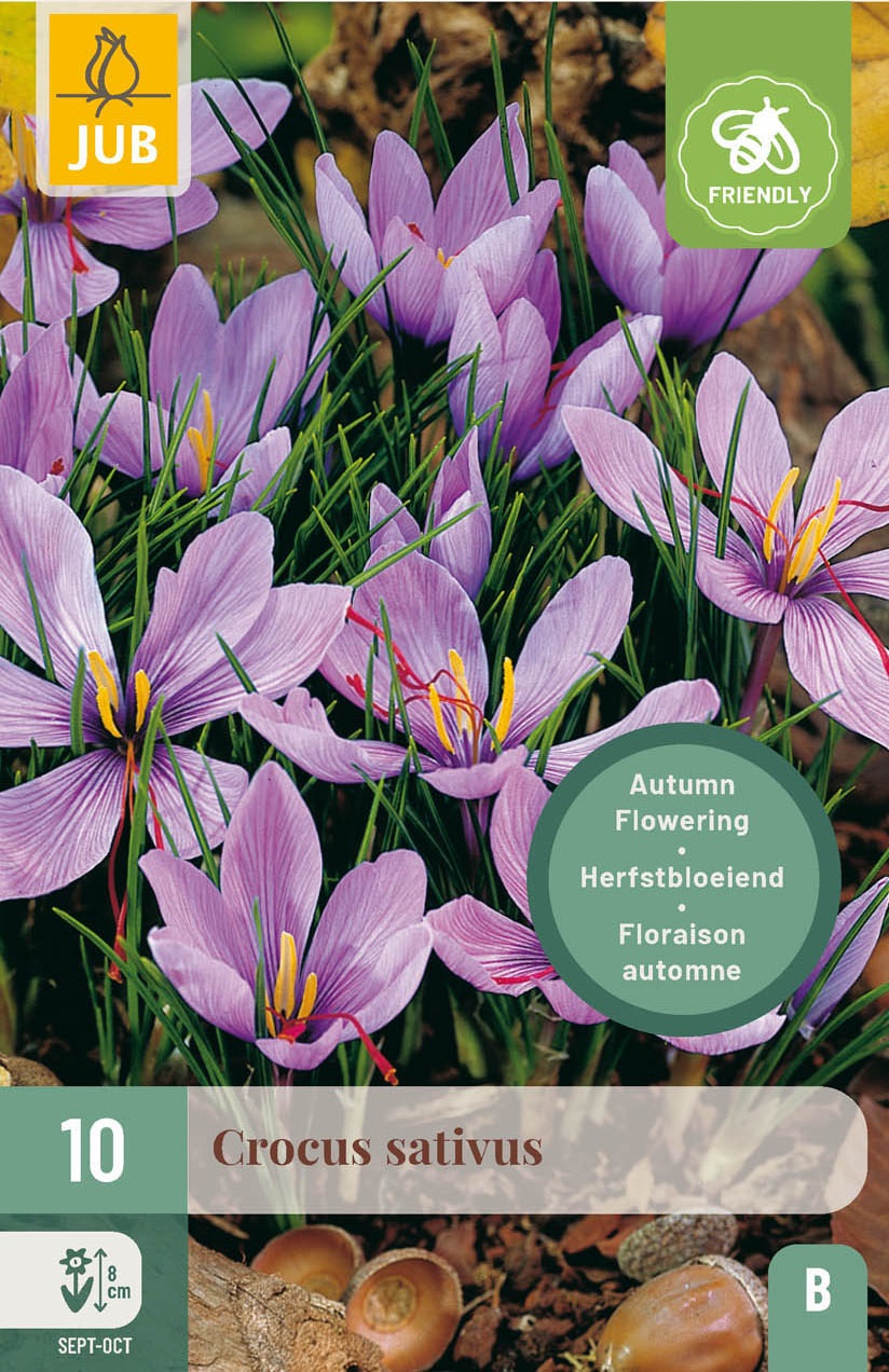 Crocus sativus Safran Crocus, herbstblühend, mit lilafarbenen Blüten und roten Safranfäden im Beet