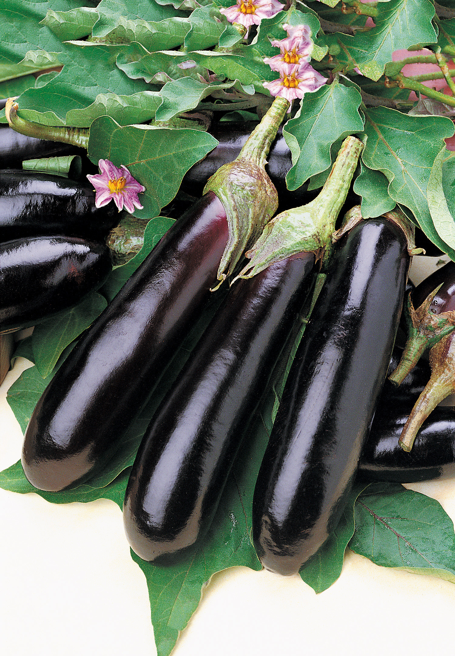 Nahaufnahme mehrerer langer, glänzender schwarzer Auberginen auf grünen Blättern, begleitet von kleinen violetten Blüten