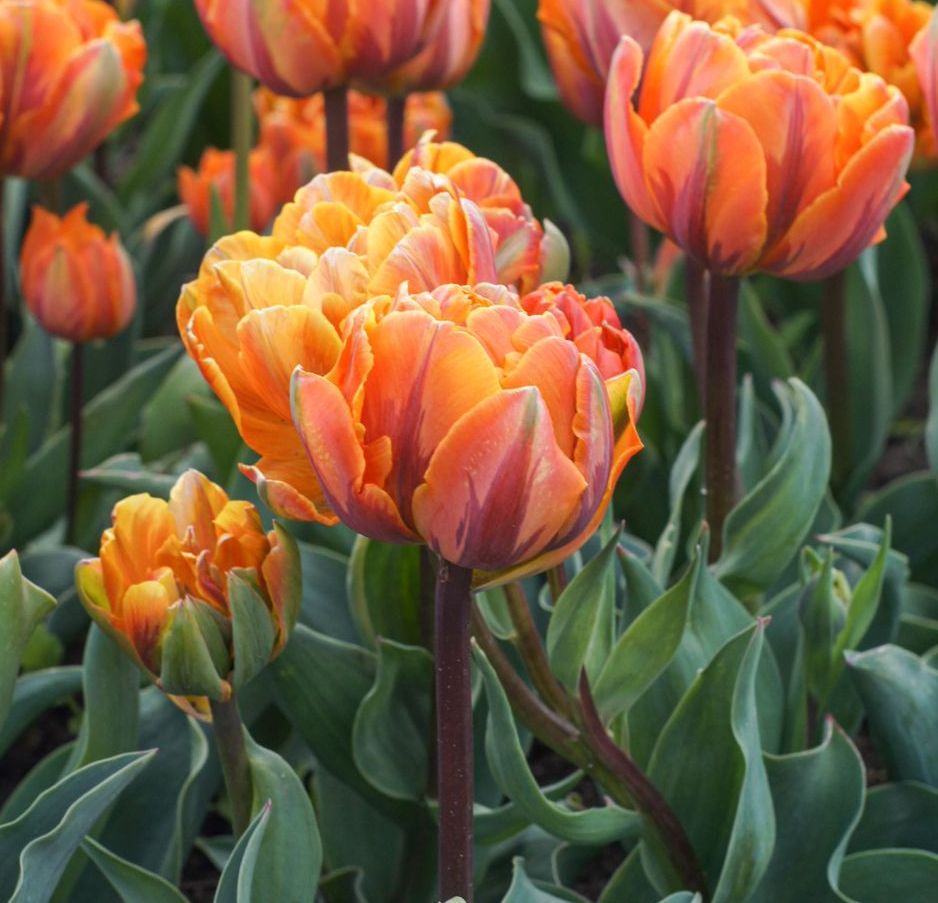 Nahaufnahme gefüllter orange-rote Tulpen mit grünen Blättern in einem Blumenbeet