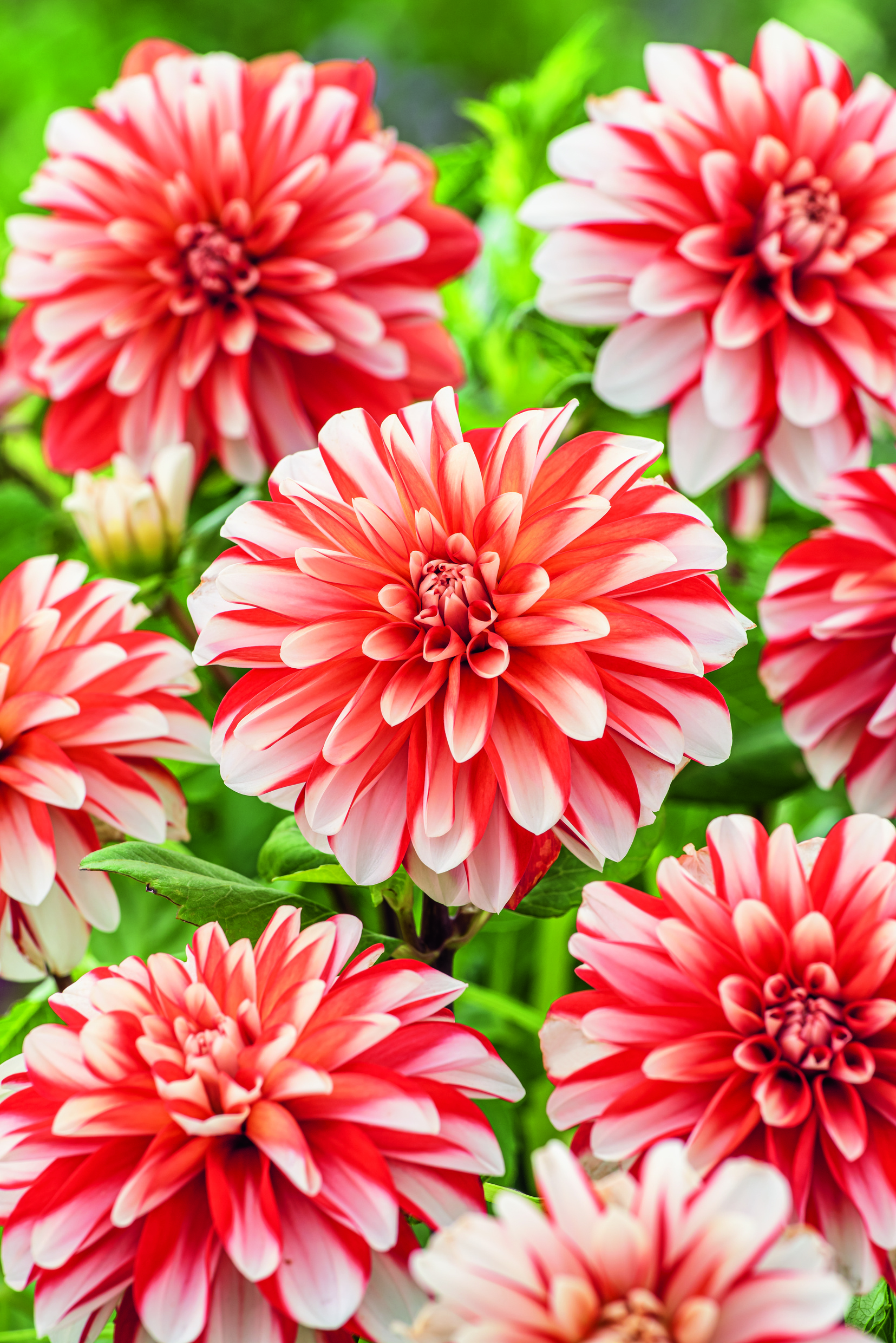 2815_Schmuck-Dahlien_Dynamite_FM Nahaufnahme mehrerer roter und weißer Dahlienblüten im Garten, detaillierte gefüllte Blütenblätter mit zartem Farbverlauf und grünem Blattwerk im Hintergrund