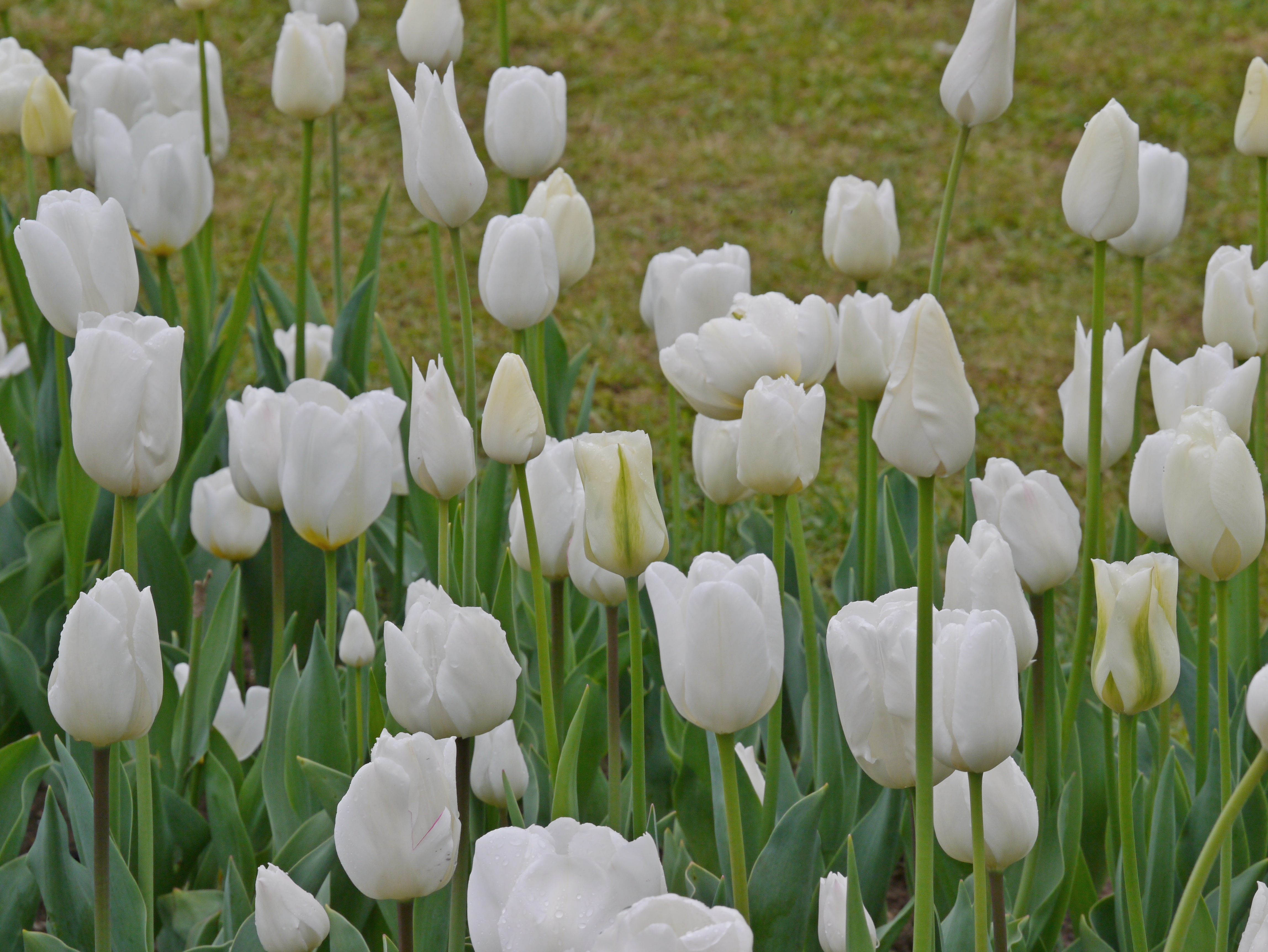 Tulpen Prachtmischung Töne in Weiß mit eleganten weißen Tulpen in verschiedenen Weiß-Nuancen, ideal für einen harmonischen Frühlingsgarten von April bis Mai.