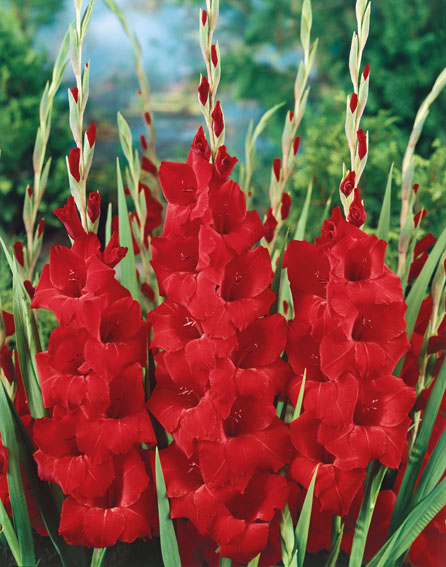 2694_Gladiolen Oscar Drei rote Gladiolenrispen mit kräftigen dunkelroten Blüten vor grünem Gartenhintergrund
