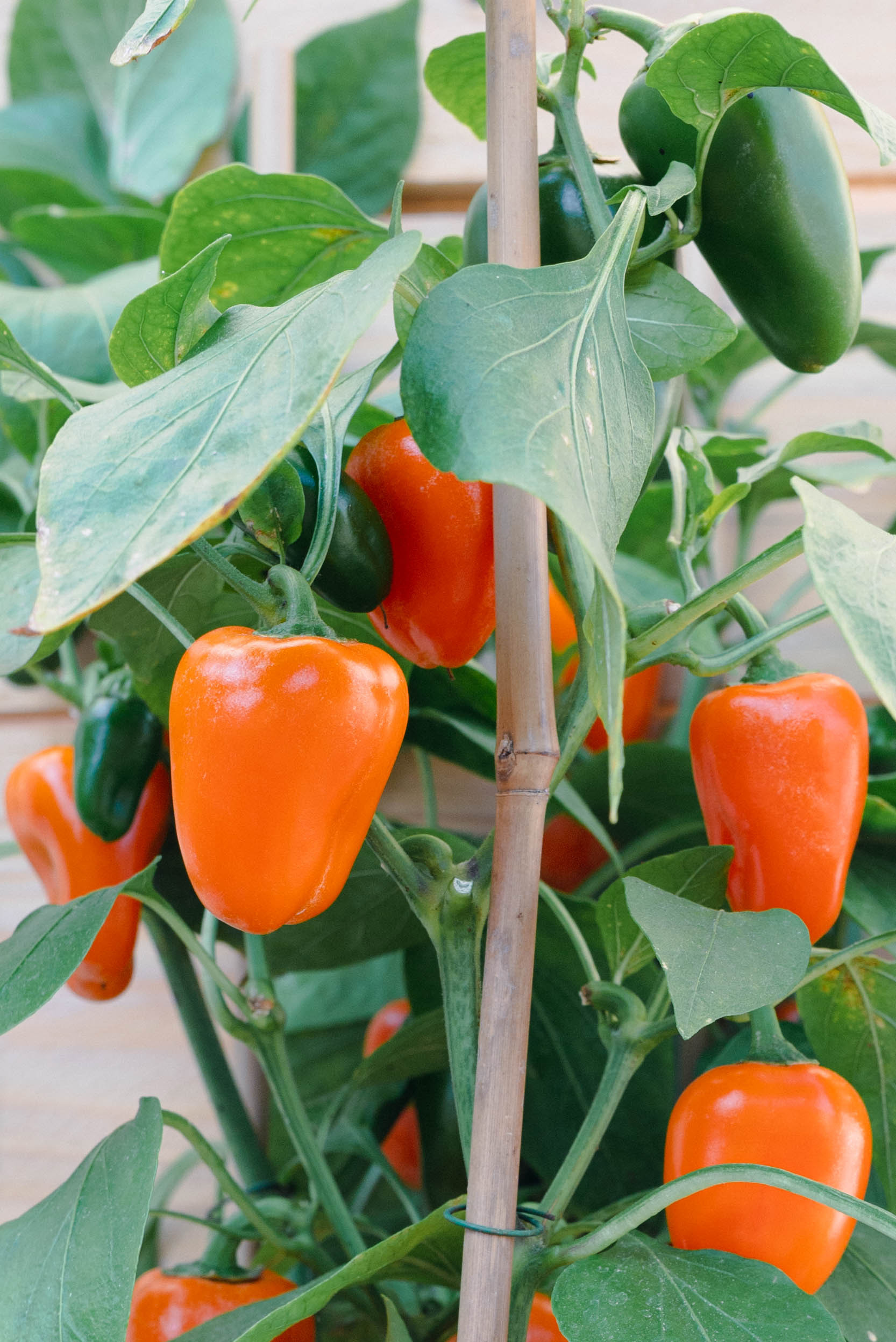 Nahaufnahme von mehreren orangefarbenen Paprika an einer gestützten Pflanze mit grünen Blättern