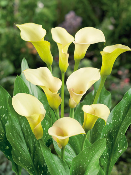 Mehrere gelbe Calla (Zantedeschia) mit cremefarbenen, trichterförmigen Blüten und gefleckten grünen Blättern im Garten