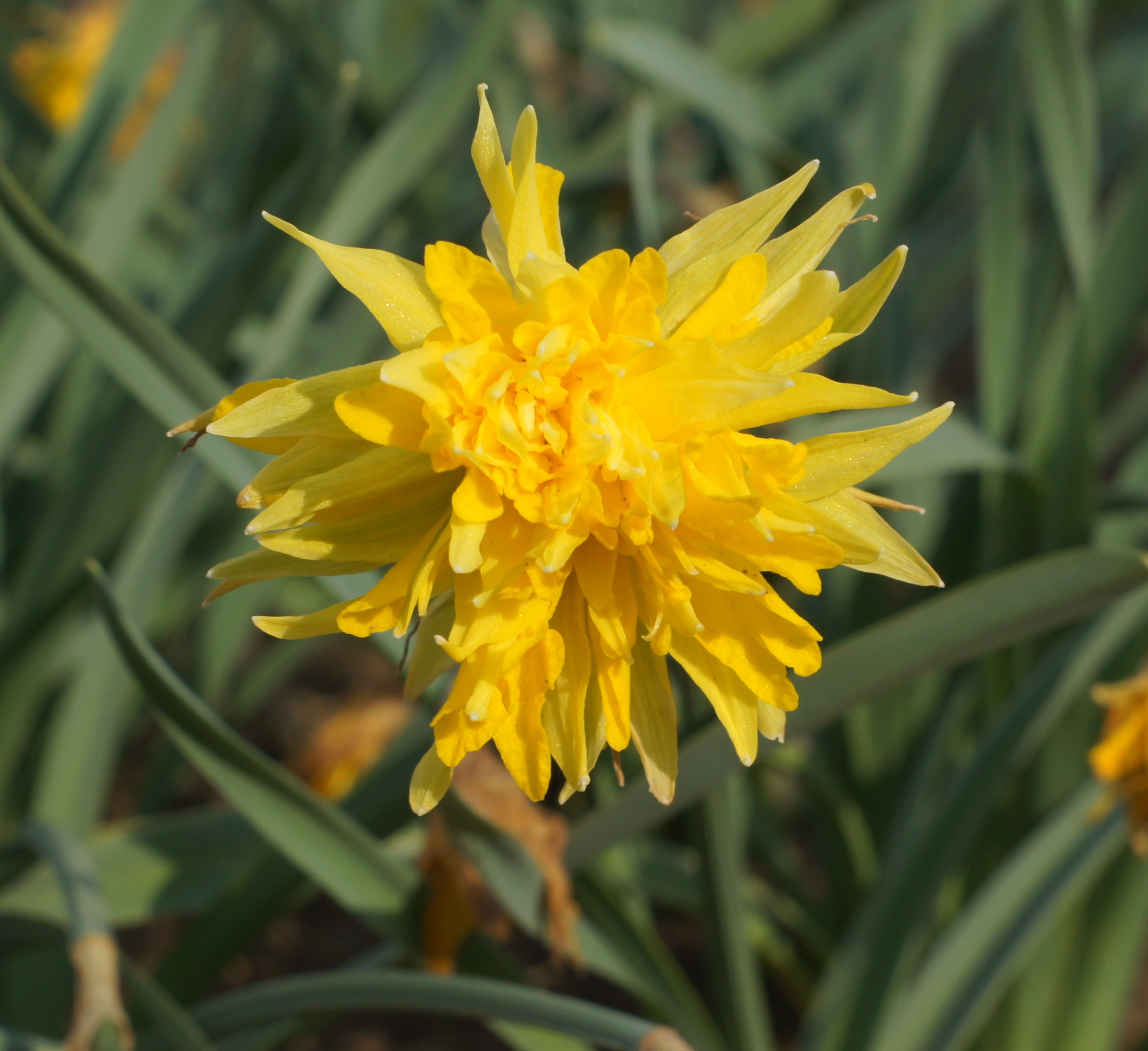 Nahaufnahme einer gefüllten gelben Narzisse (Doppelblüte) mit leuchtend gelben Blütenblättern vor grünem Laub