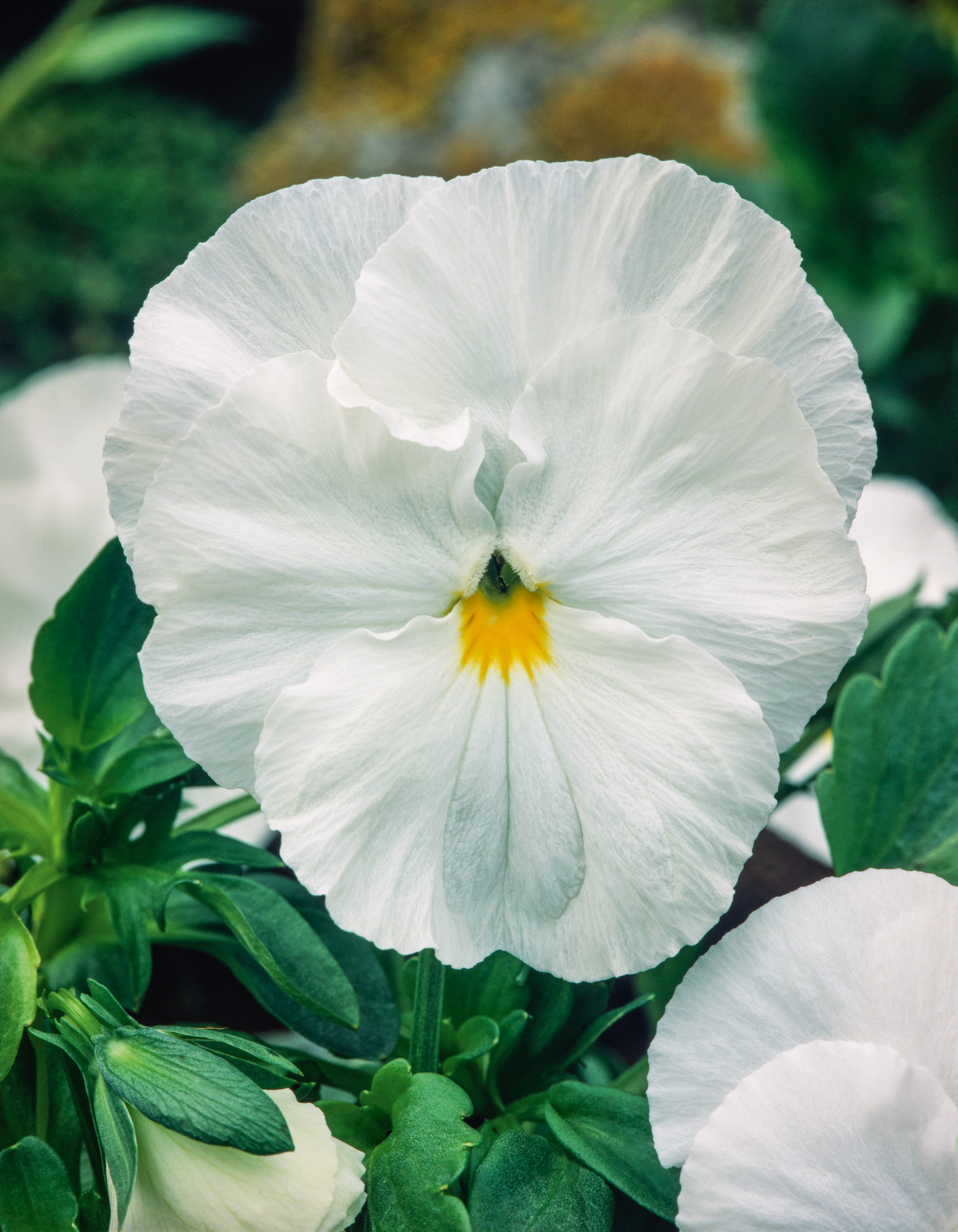 574_Stiefmütterchen Firnenschnee Nahaufnahme einer weißen Stiefmütterchen-Blüte (Viola) mit gelbem Zentrum und grünen Blättern