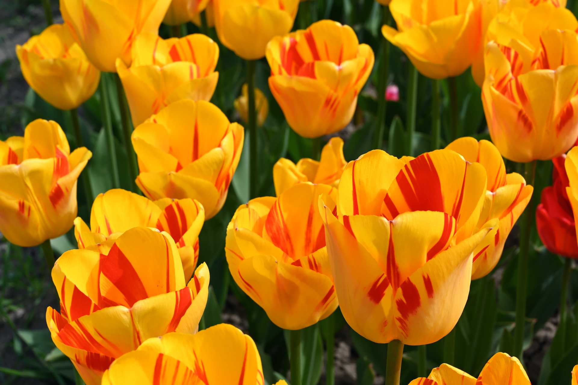Darwin-Hybrid-Tulpen Olympic Flame