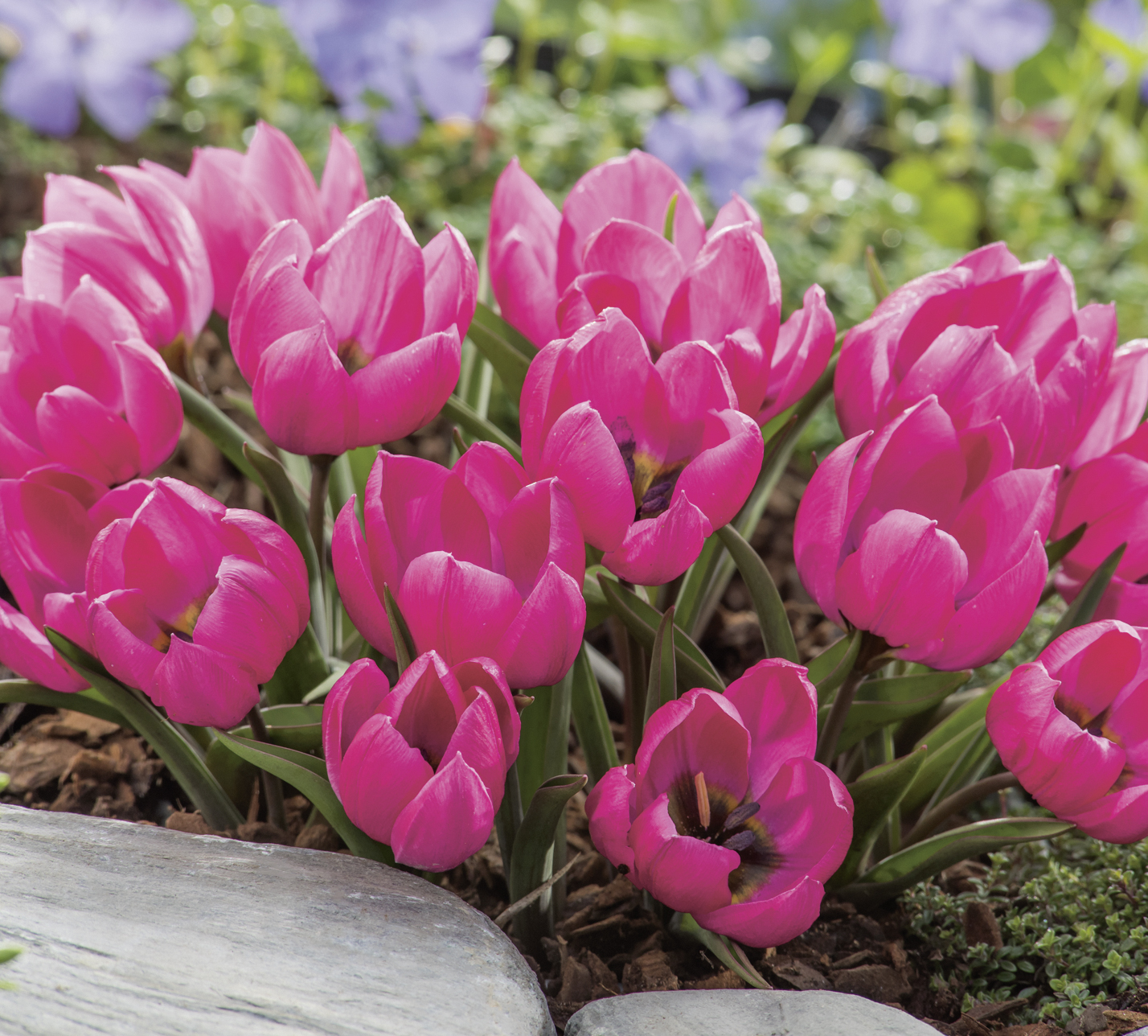 Tulipa humilis Violacea Black Base mit violett-roten Blüten und tief schwarzer Basis, blühend im Beet als kompakte Wildtulpe