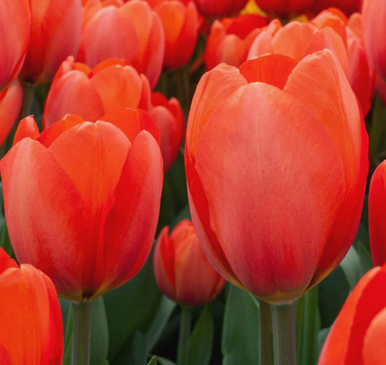 52216_Triumph-Tulpen Orange Balloon Nahaufnahme von leuchtend roten Tulpen mit grünen Stielen und Blättern im Hintergrund