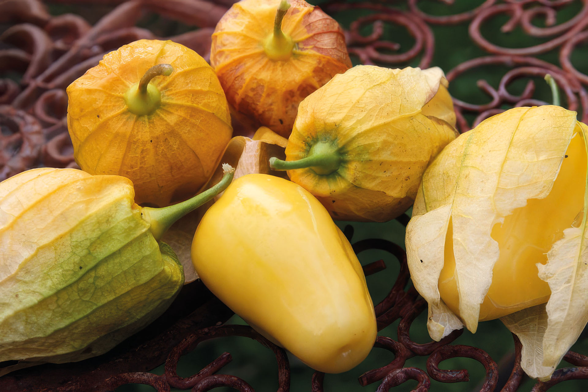 Tomatillo Queen of Malinalco