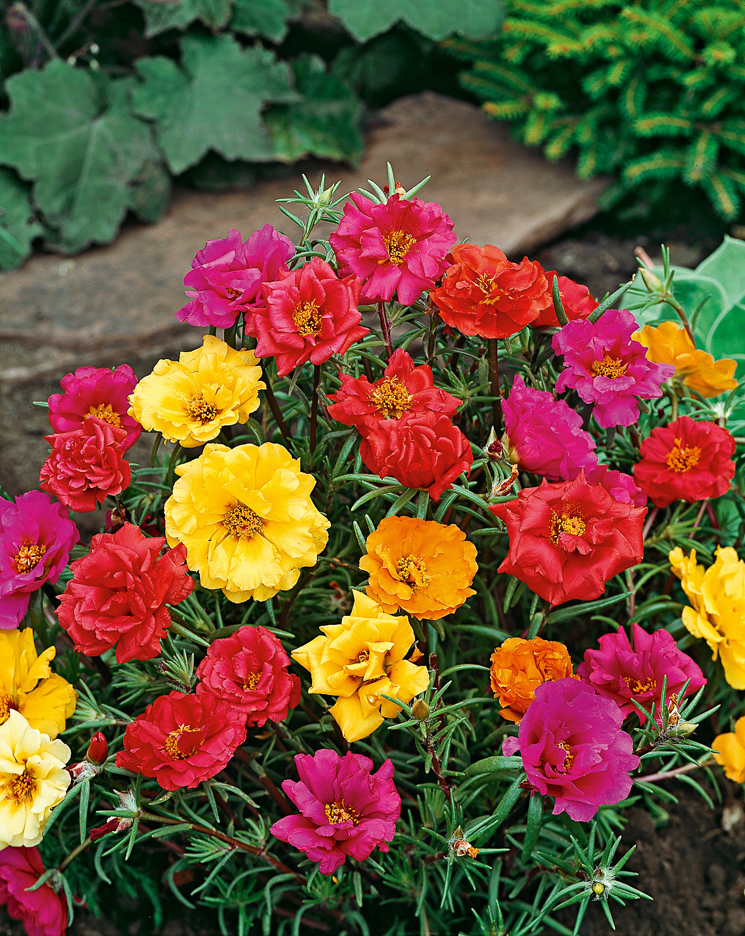 Portulakröschen gefüllte Mischung