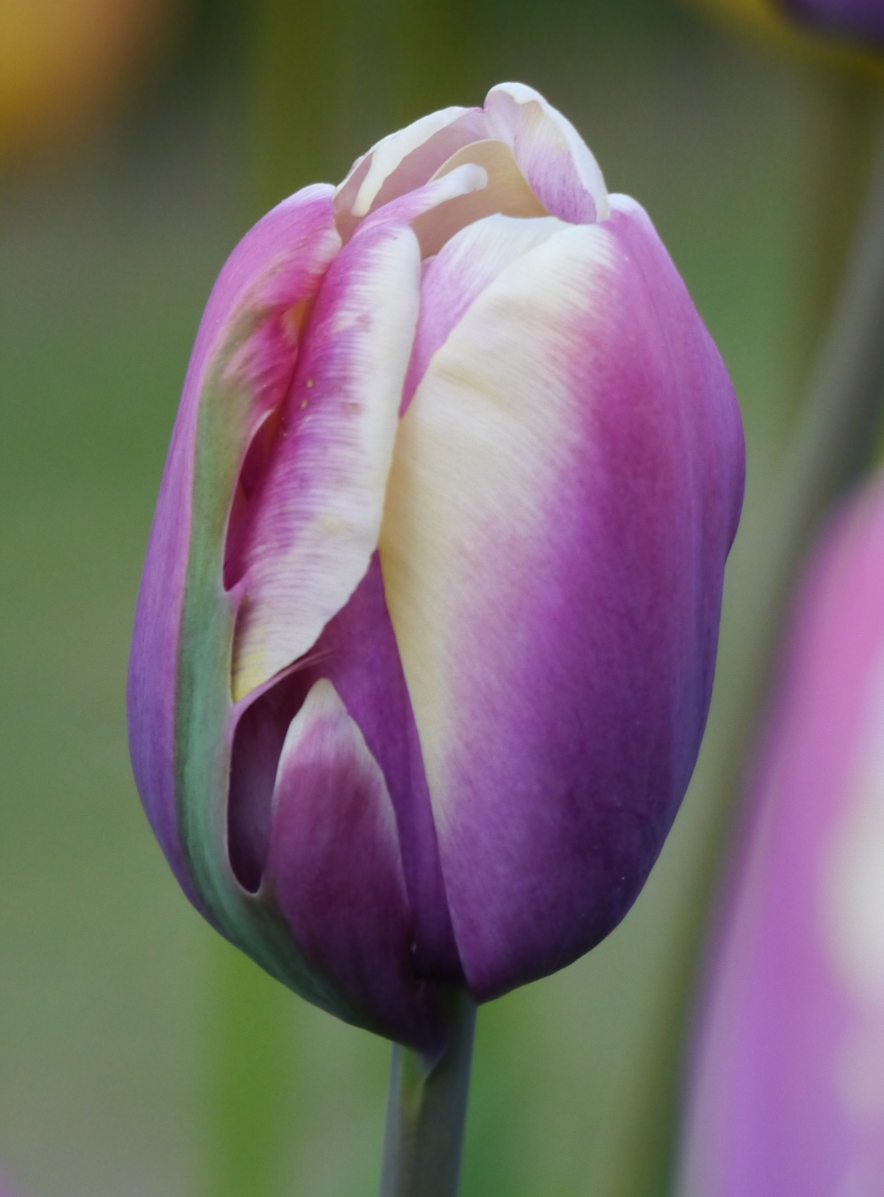 Einfache späte Tulpen Jumbo Beauty