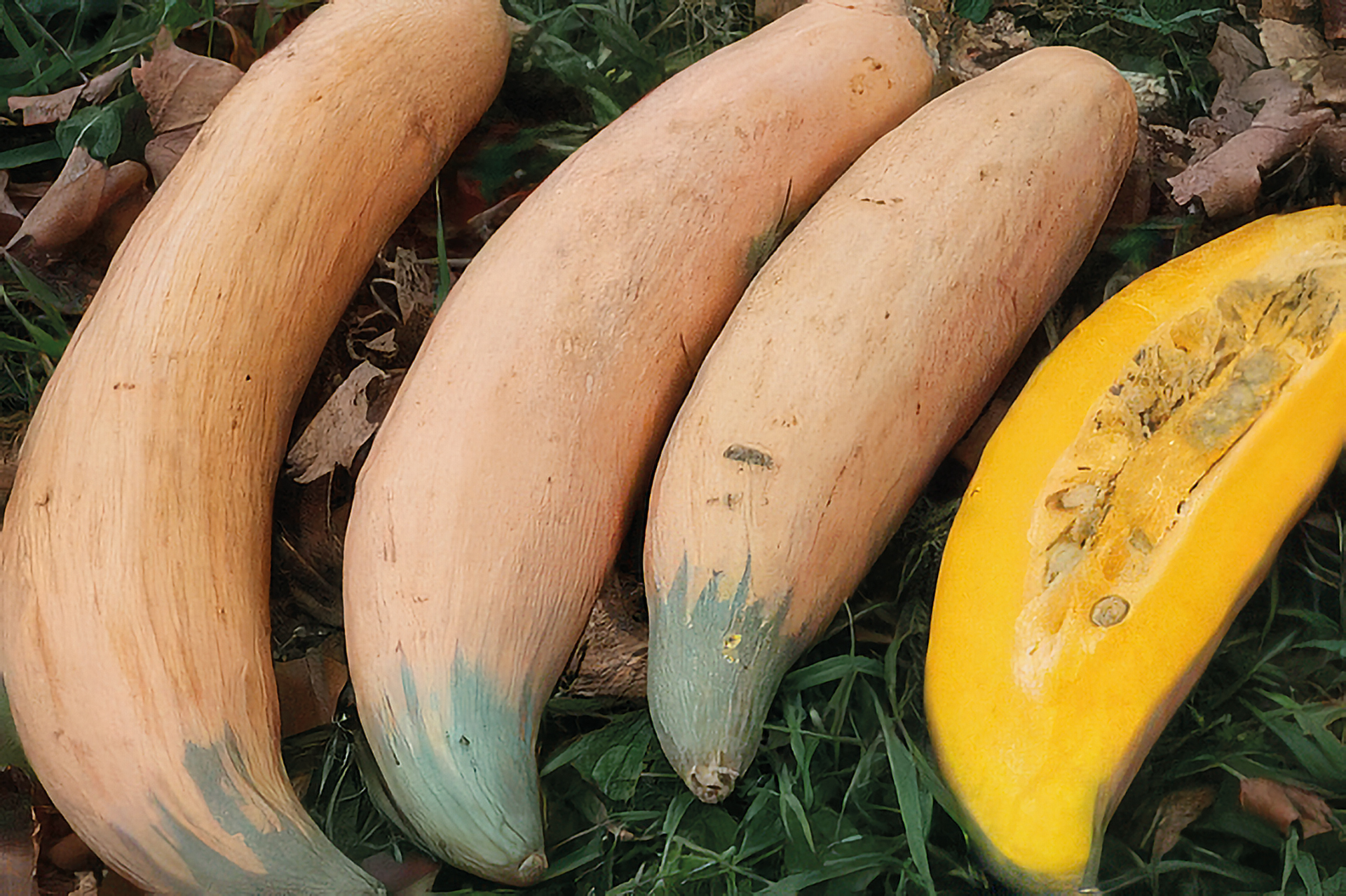 Bananenkürbis Rainbow