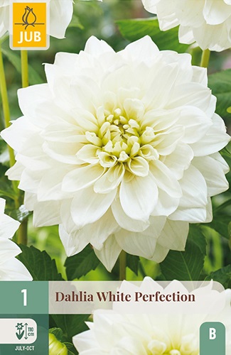 Schmuck-Dahlie White Perfection