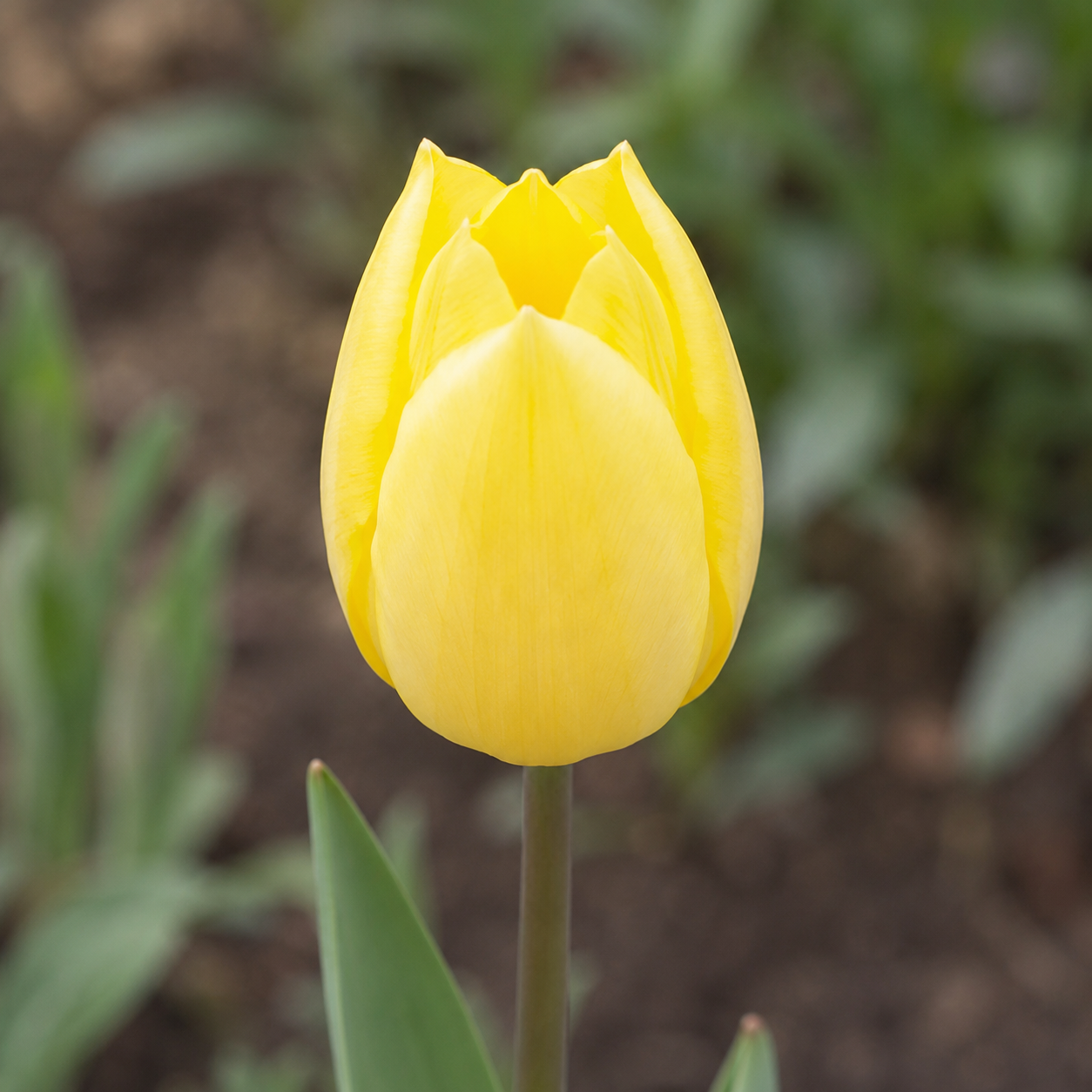 Einfache frühe Tulpen Sunny Prince