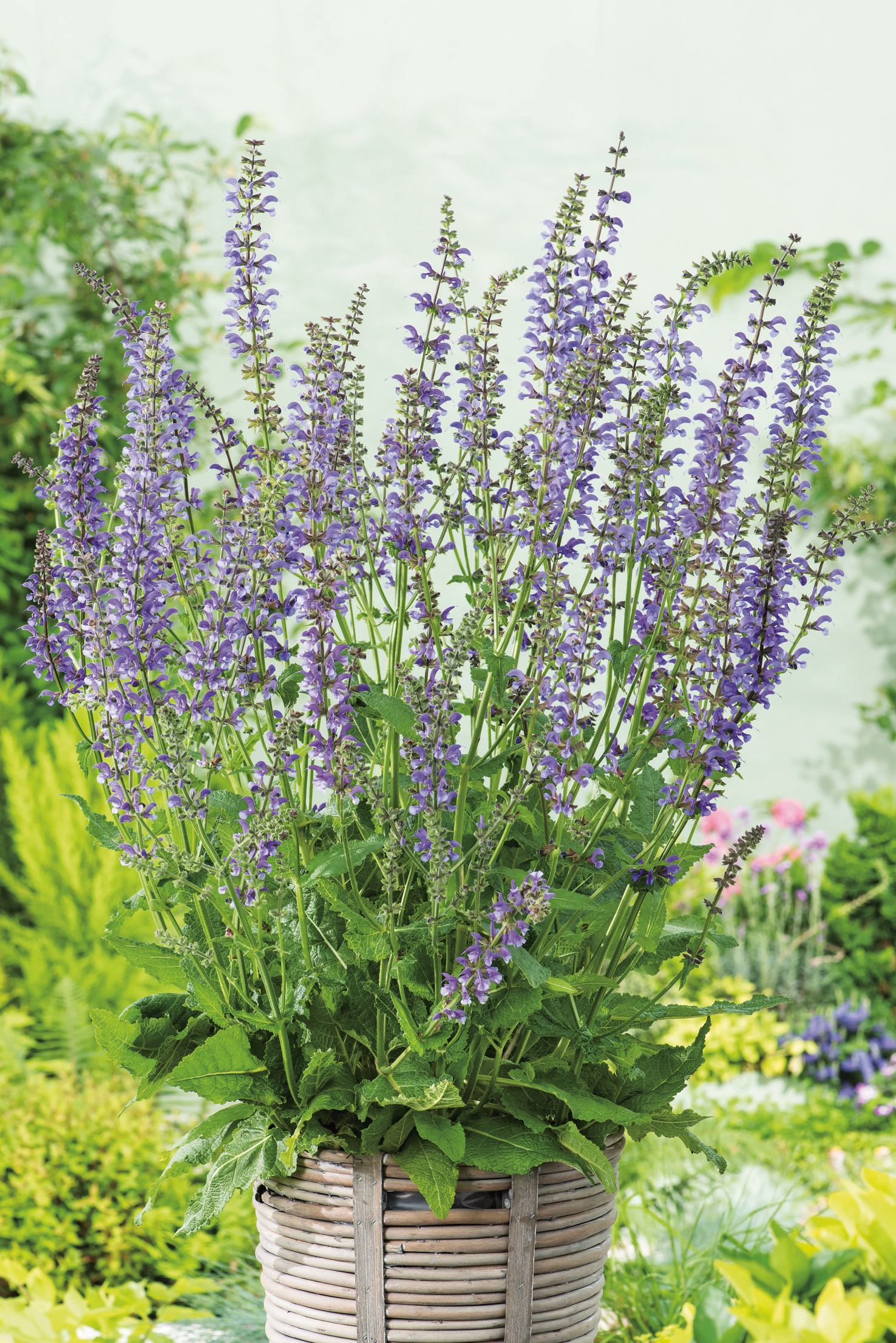Wiesensalbei von Samen-Fetzer mit aufrechtem Wuchs und violetten Blüten im Kübel – ideale Bienenweide und Nektarpflanze für Hummeln und Schmetterlinge